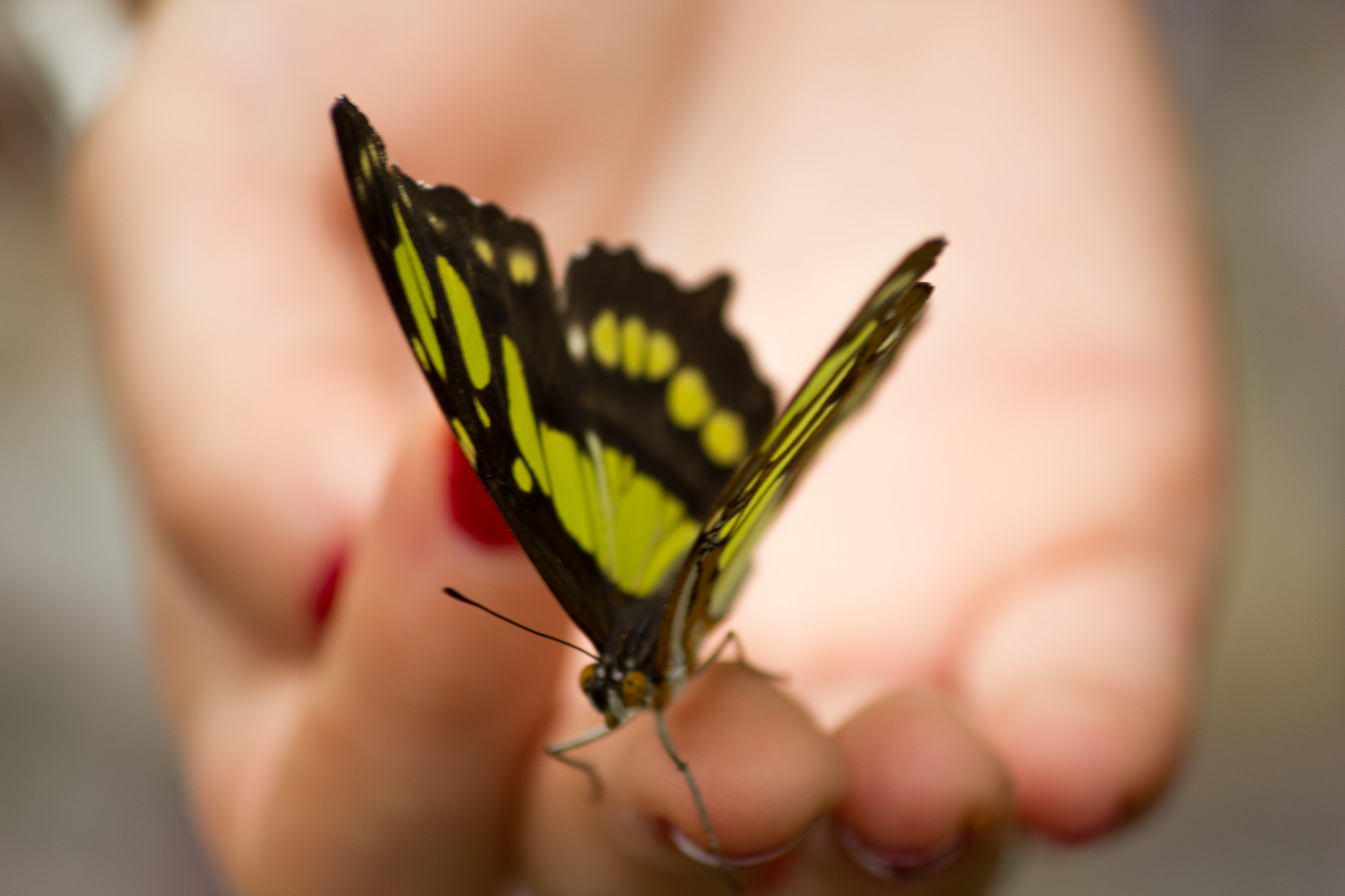 Canon EOS 550D (EOS Rebel T2i / EOS Kiss X4) sample photo. Butterfly at the reach of your hand photography