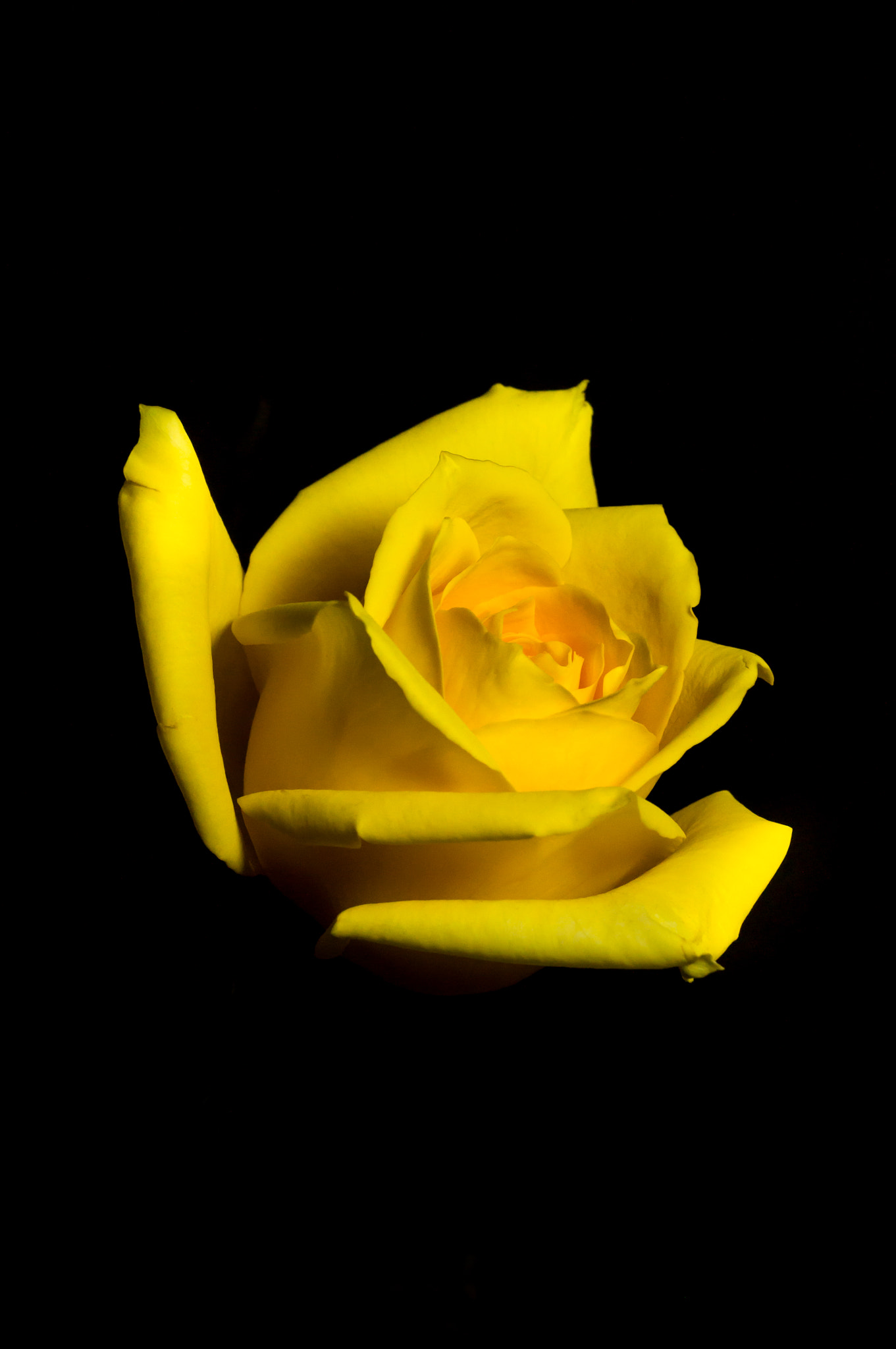 Sony SLT-A37 sample photo. Yellow rose photography