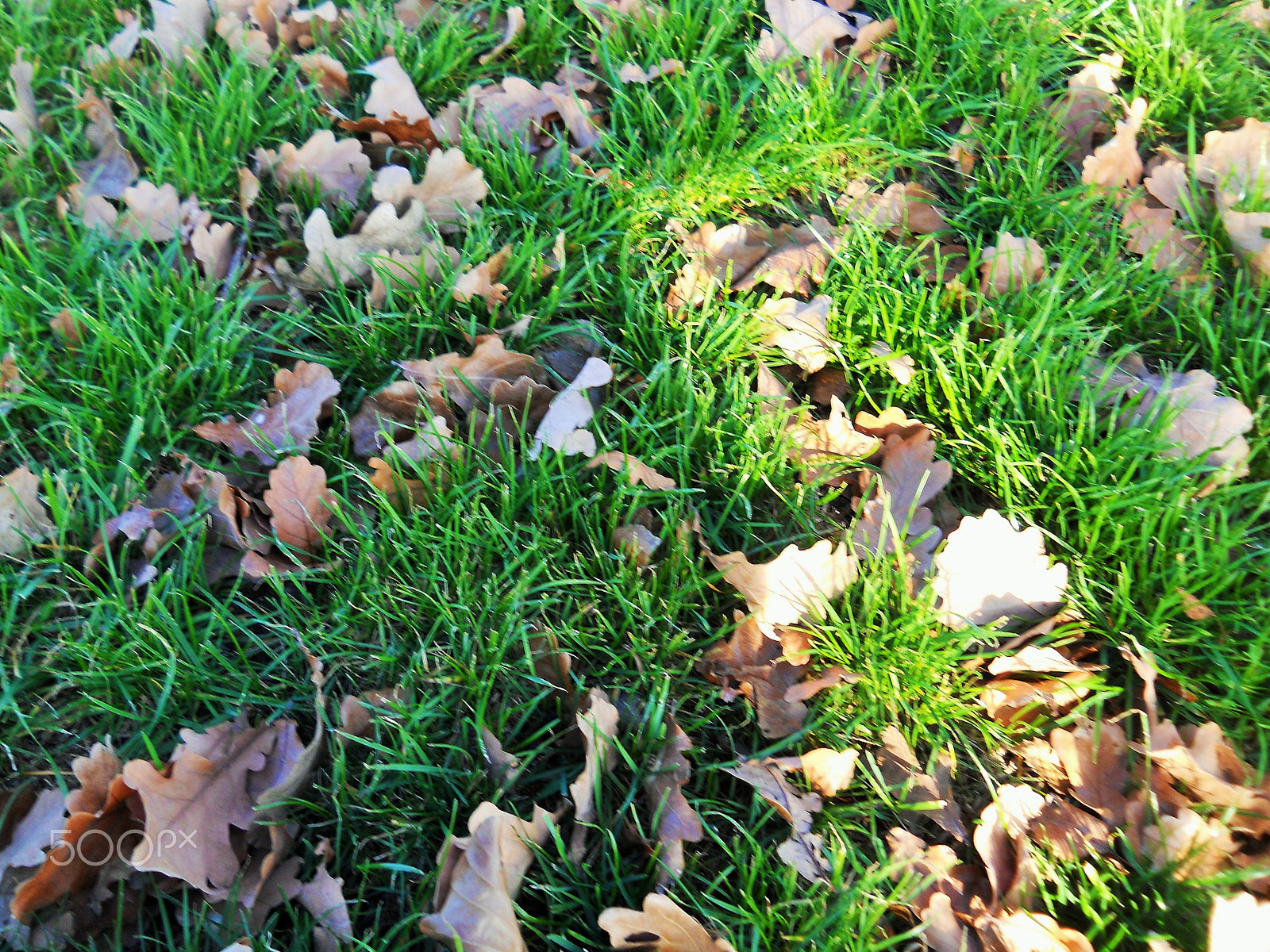 Nikon Coolpix L22 sample photo. Осенние листья на траве photography