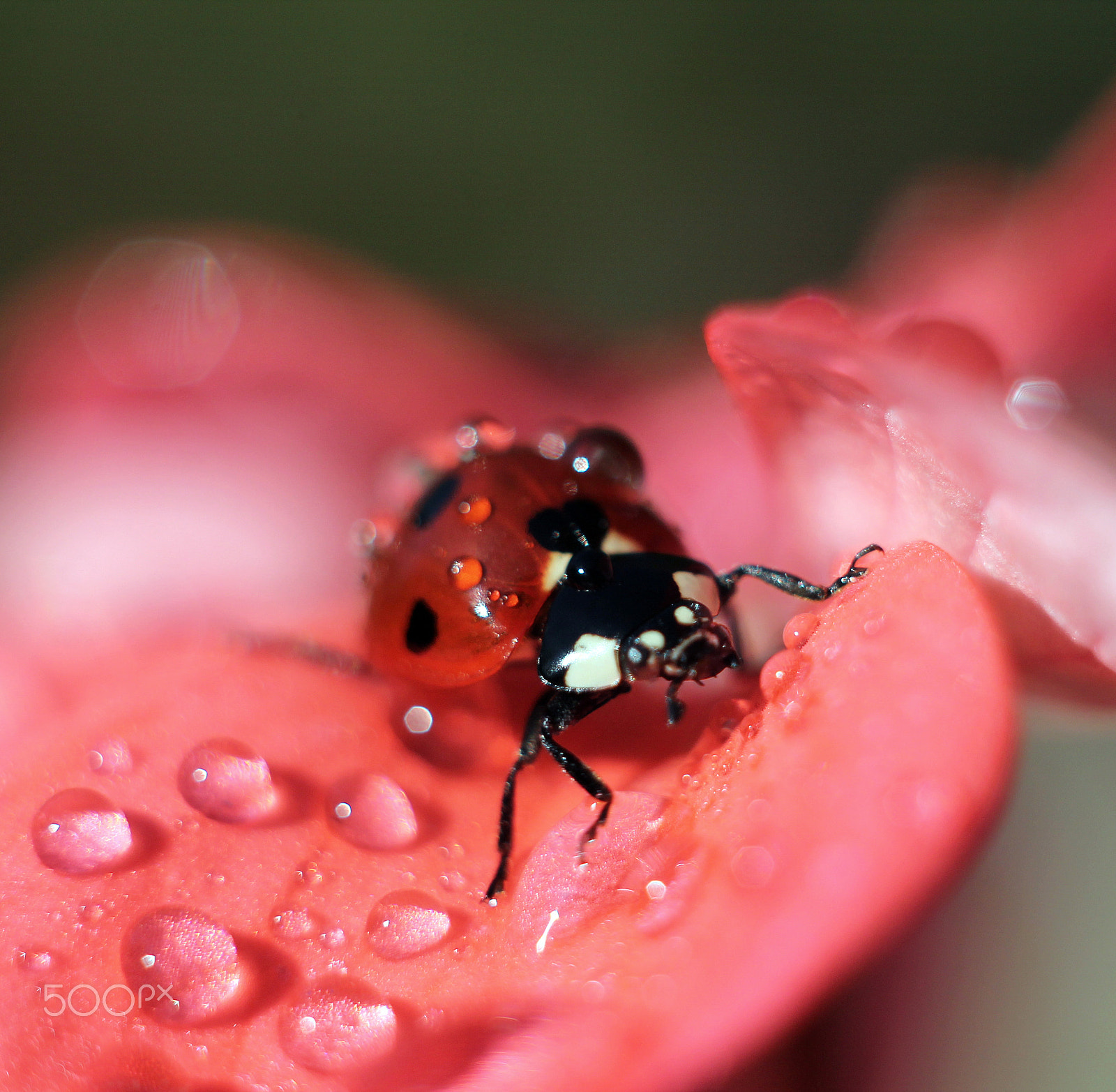 Canon EF 35-80mm f/4-5.6 sample photo. Ladybird photography