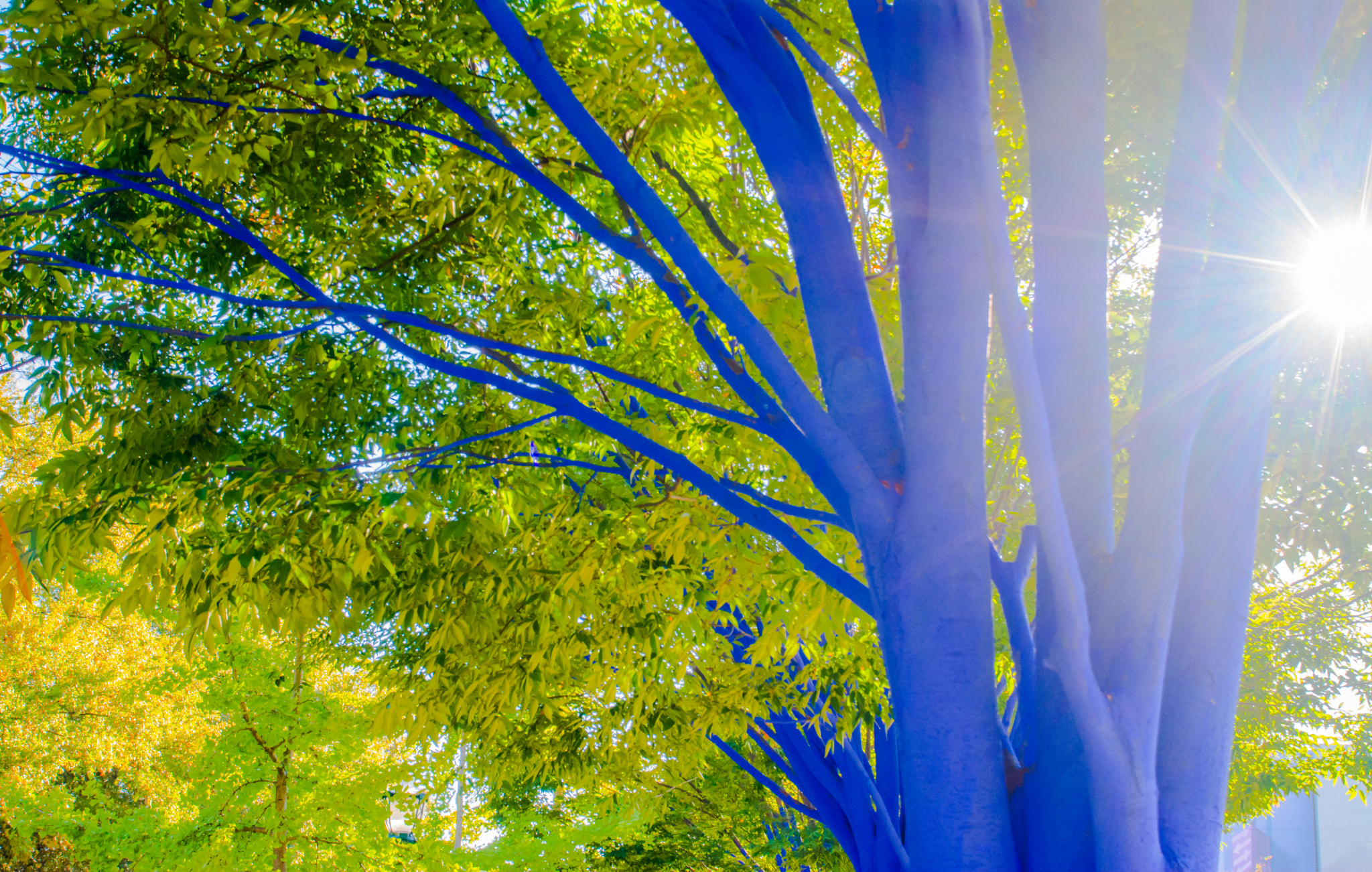 Nikon D7100 + Sigma 17-35mm F2.8-4 EX Aspherical sample photo. Blue trees art in chattanooga, tn photography