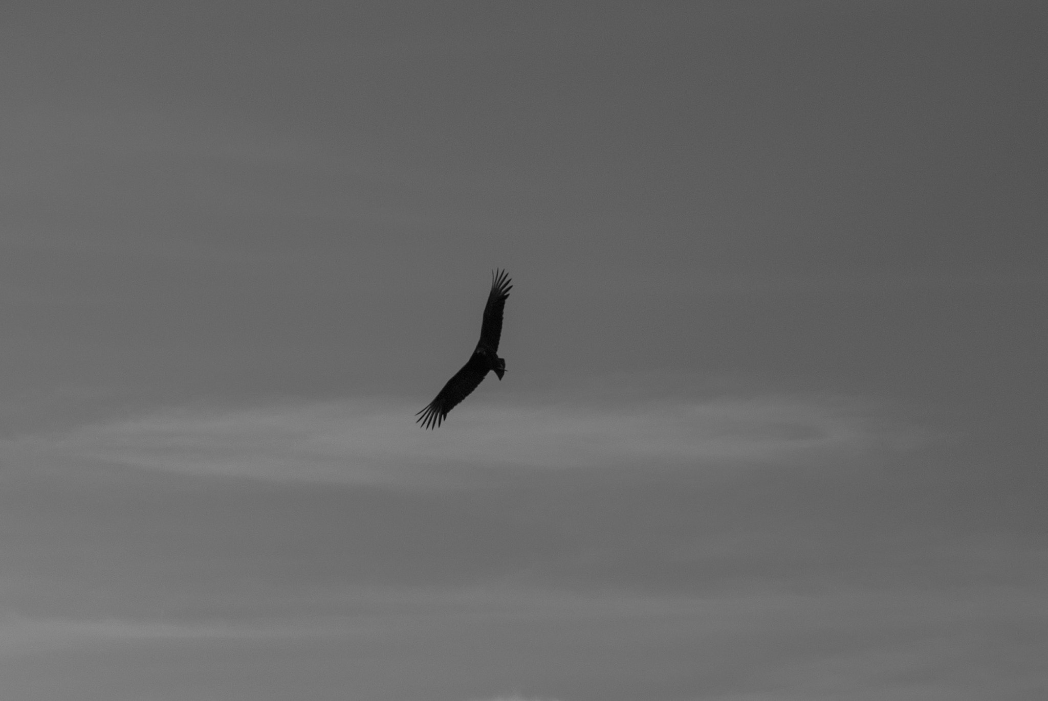 Nikon D60 sample photo. Vulture's wings. photography