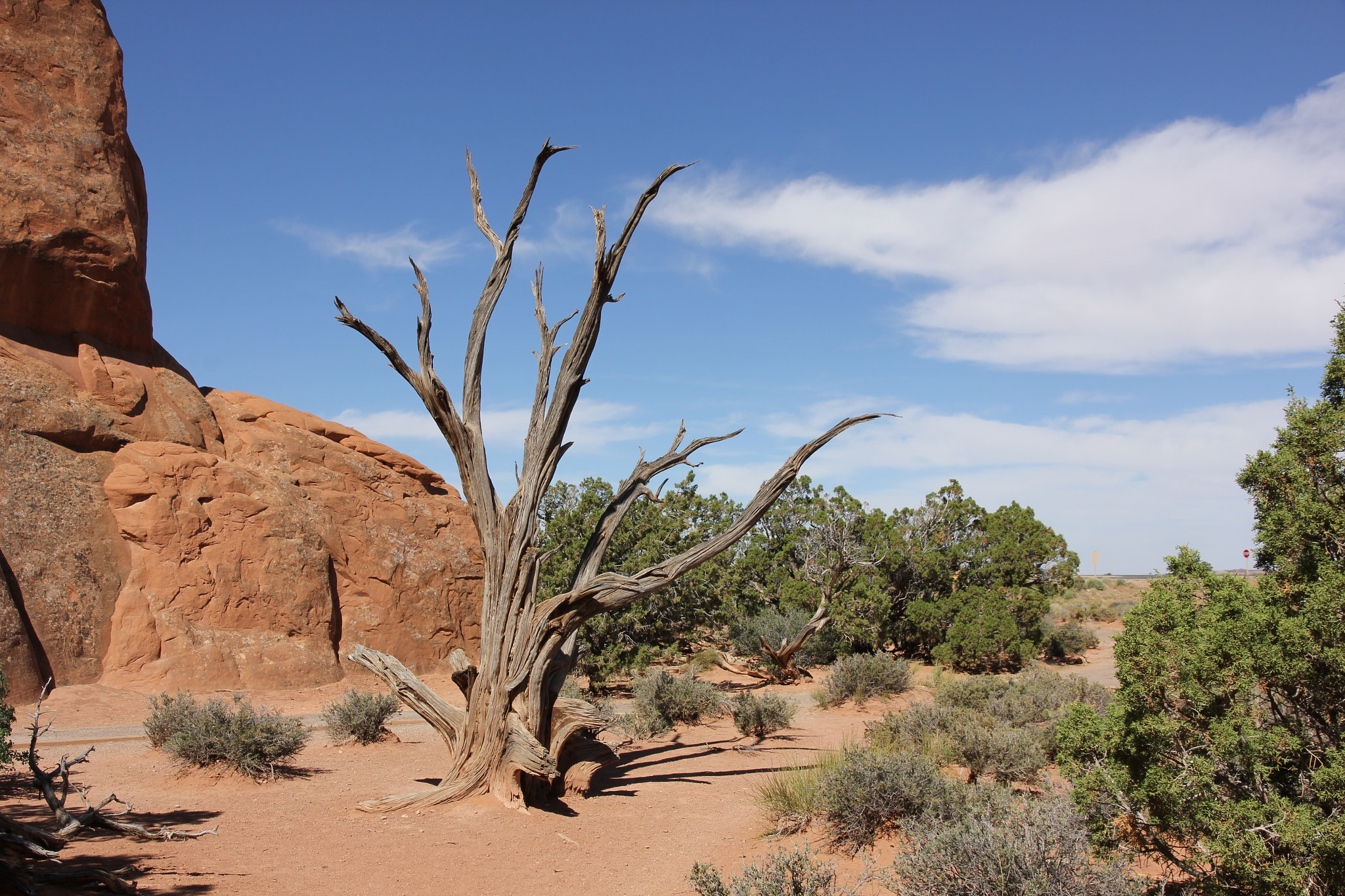 Canon EOS 550D (EOS Rebel T2i / EOS Kiss X4) sample photo. Solitary tree photography