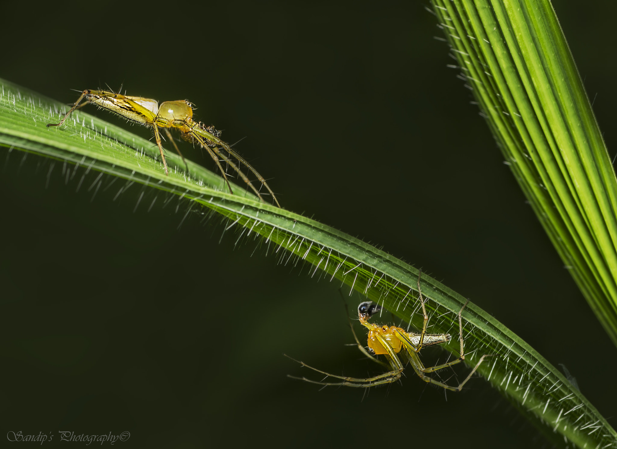 Canon EOS 600D (Rebel EOS T3i / EOS Kiss X5) + Tamron SP AF 90mm F2.8 Di Macro sample photo. Clash of titans...... photography
