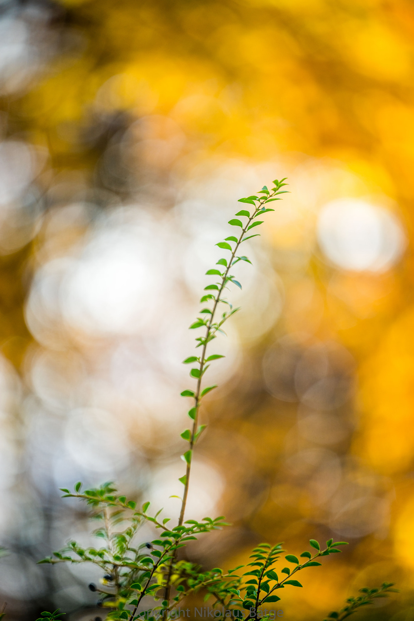 Sony FE 70-200mm F2.8 GM OSS sample photo. Golden november bokeh photography
