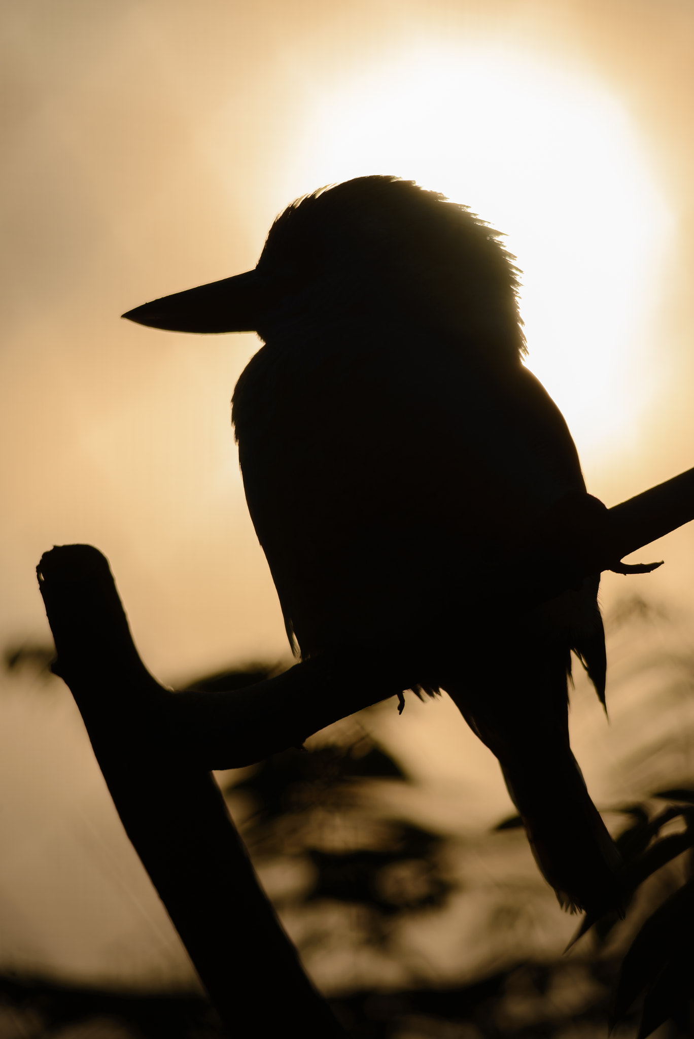 Sigma 150-500mm F5-6.3 DG OS HSM sample photo. The call of the wild photography