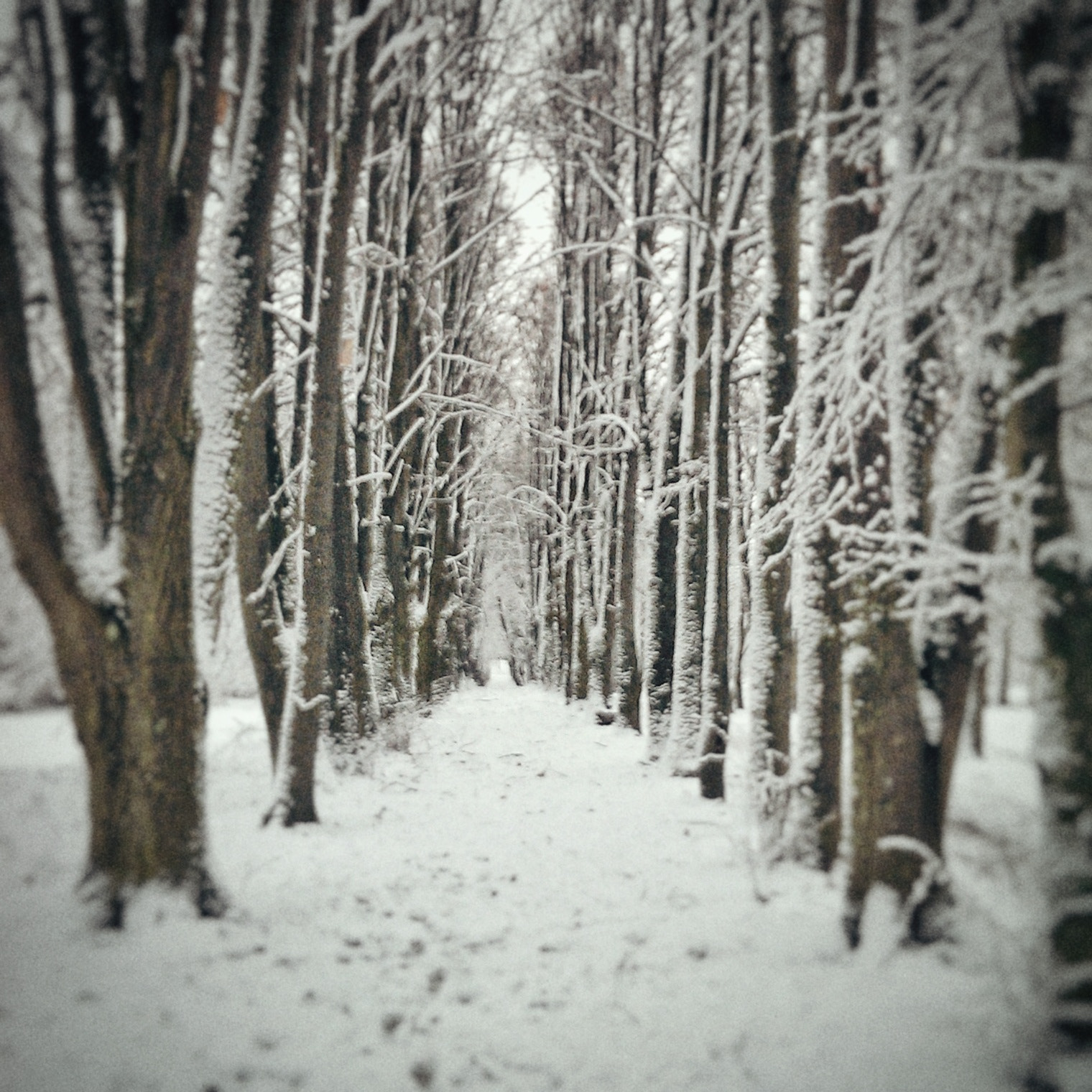 HTC ONE GOOGLE PLAY EDITION sample photo. Winter is coming photography