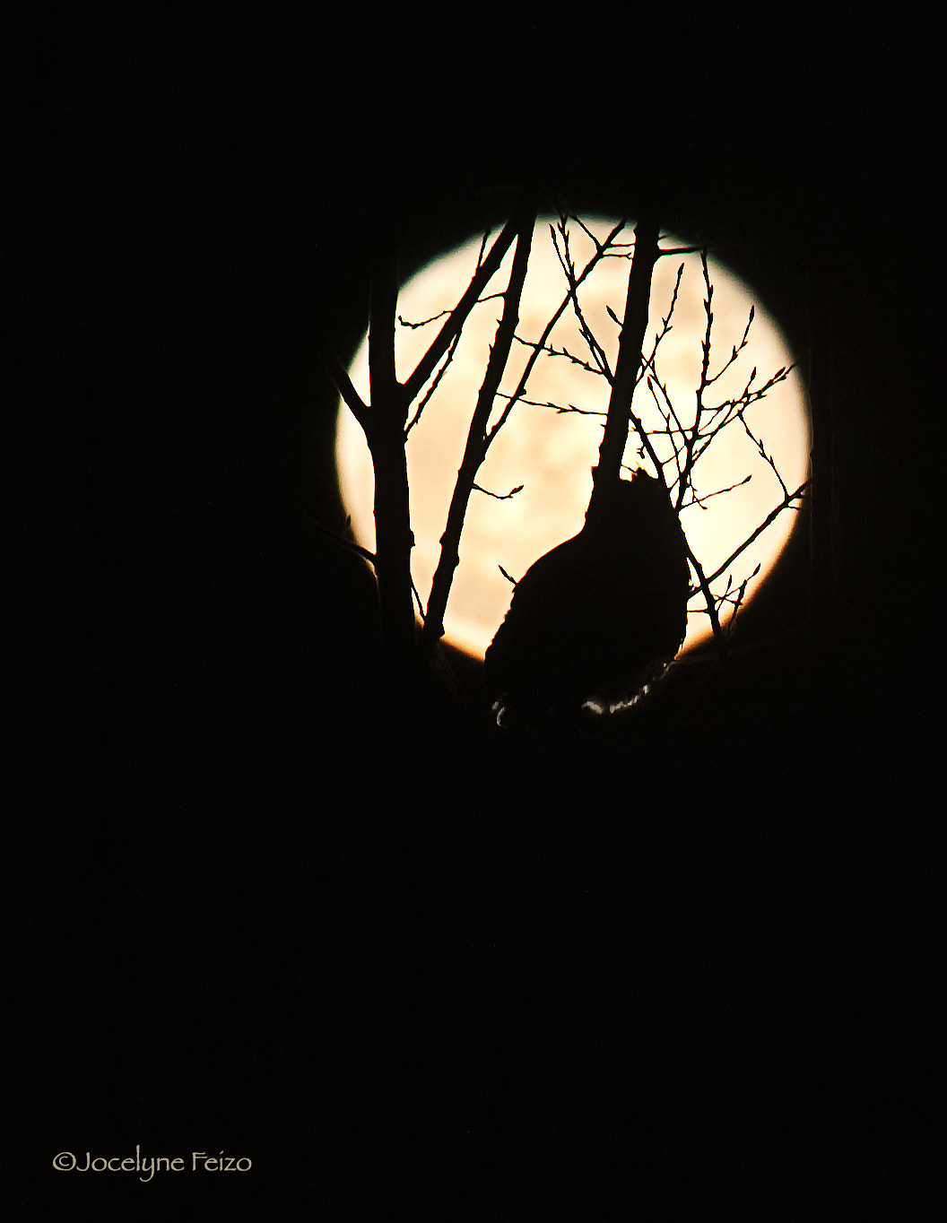 Nikon D300 sample photo. Moony owl photography