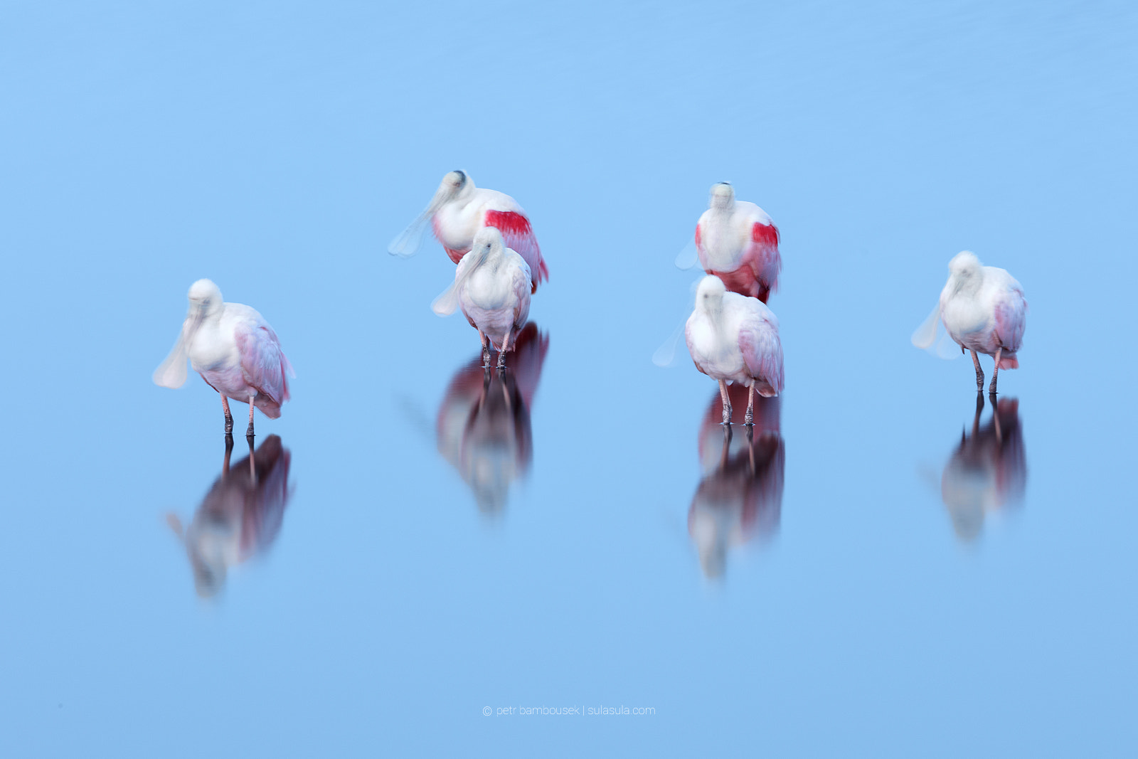 Canon EF 300mm F2.8L IS II USM sample photo. 6 seconds | florida photography