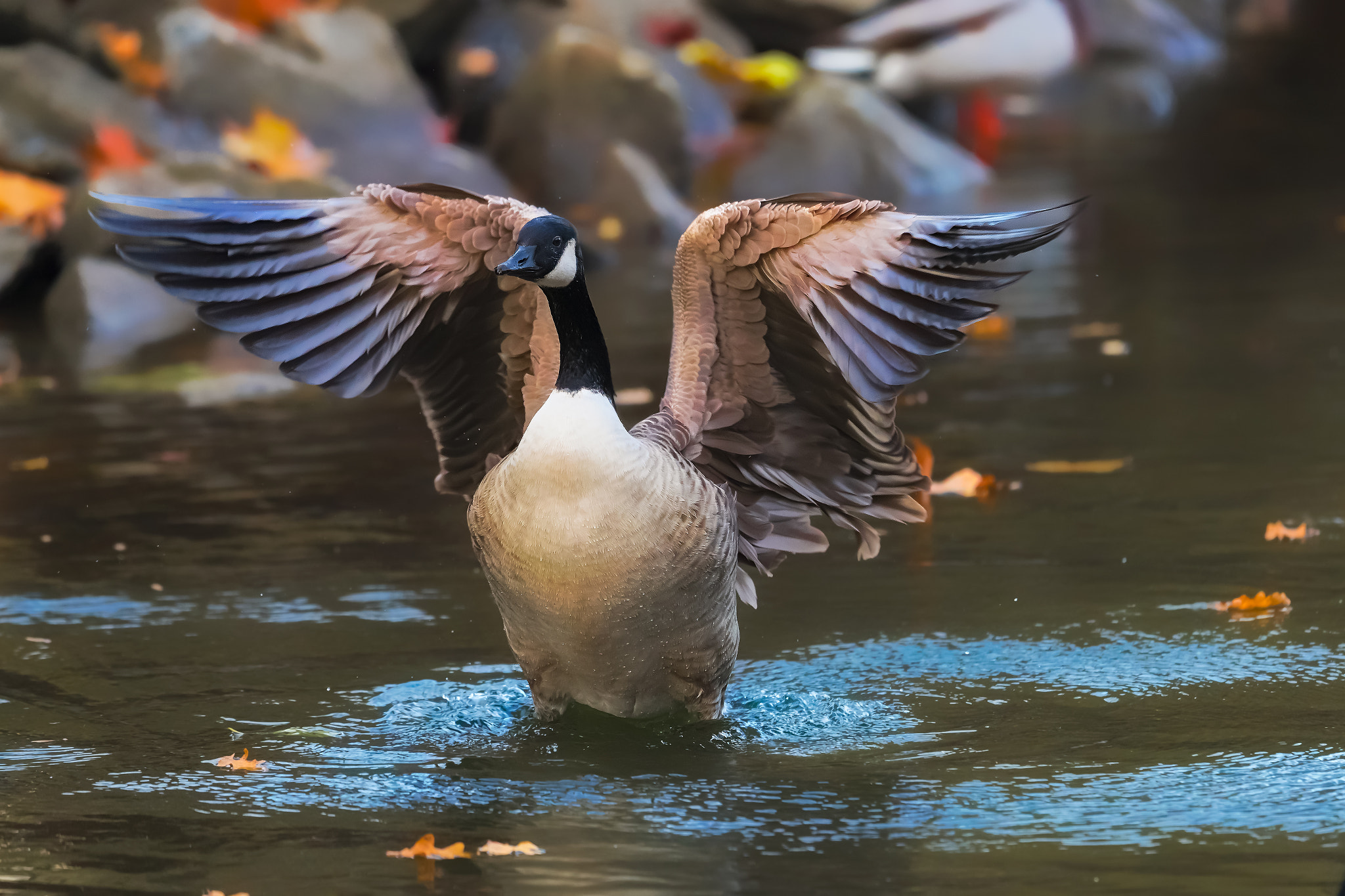 Canon EF 400mm F2.8L IS II USM sample photo. Goose.... photography