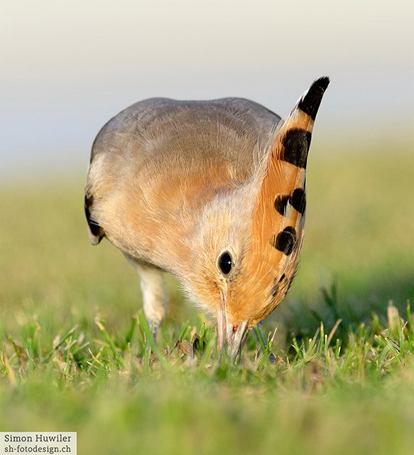 Pentax smc DA* 300mm F4.0 ED (IF) SDM sample photo. Hoopoe photography