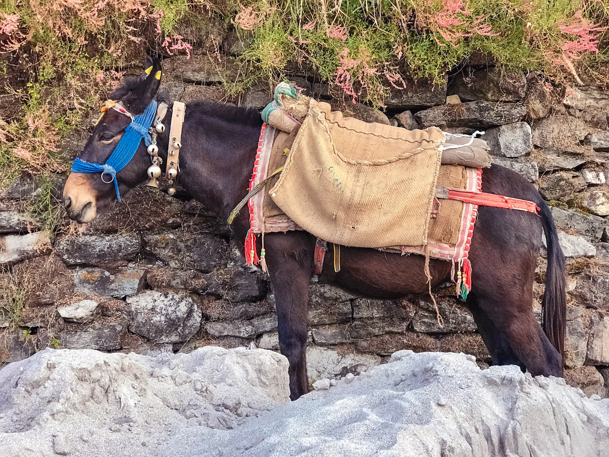 Apple iPhone 7 Plus sample photo. Donkey photography