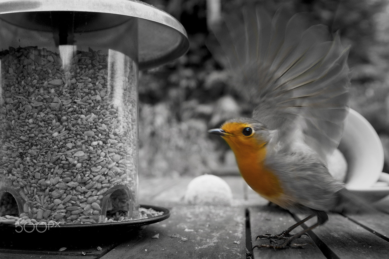 Nikon D500 sample photo. Flappin robin photography