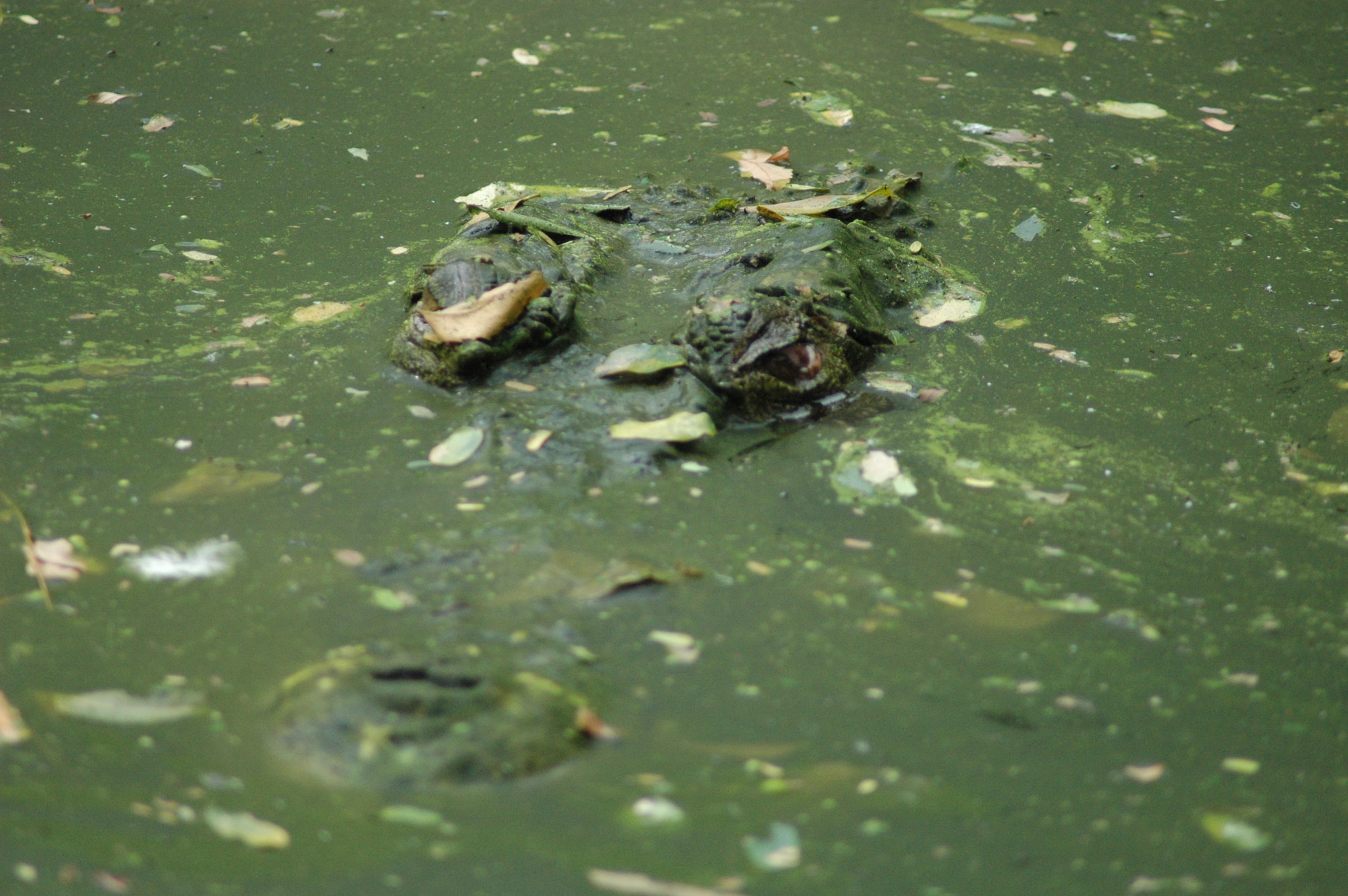 Nikon D70s sample photo. () photography