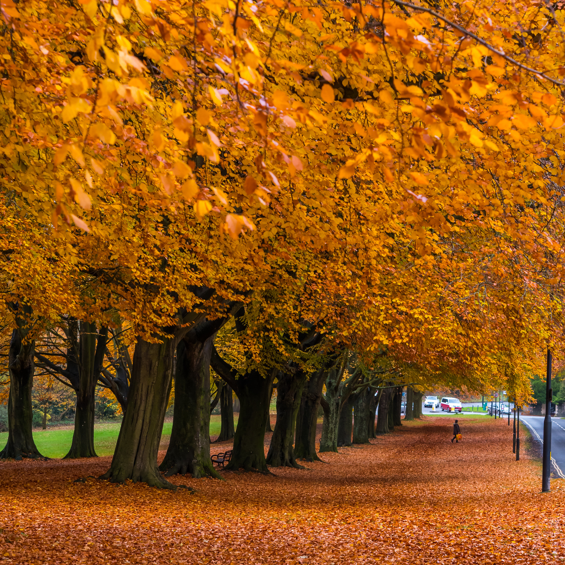 Panasonic Lumix DMC-GX85 (Lumix DMC-GX80 / Lumix DMC-GX7 Mark II) + Olympus M.Zuiko Digital 45mm F1.8 sample photo. Yellow trees photography