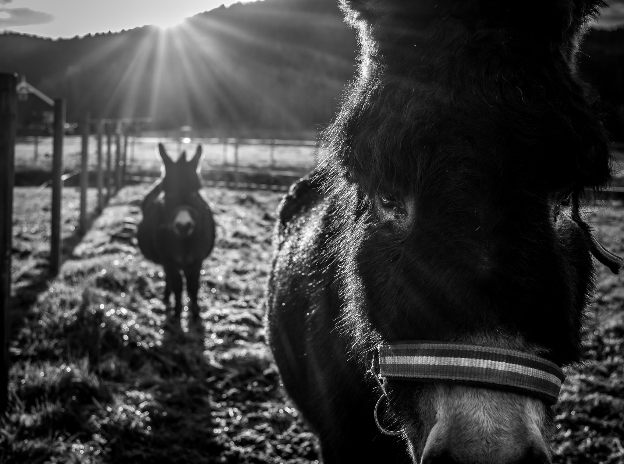 Fujifilm X-T1 + Fujifilm XF 27mm F2.8 sample photo. Donkey kong photography