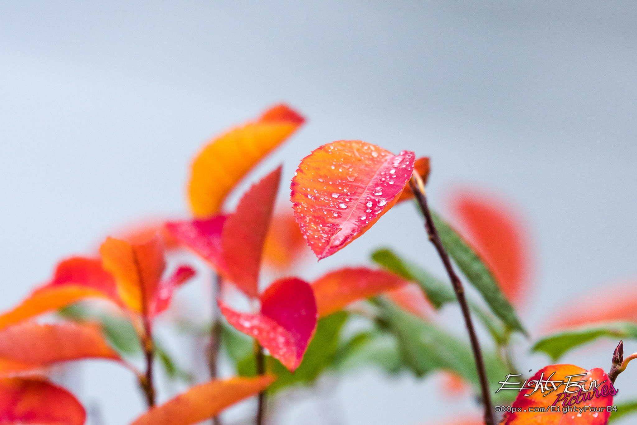 Sony ILCA-77M2 sample photo. Raindrops photography