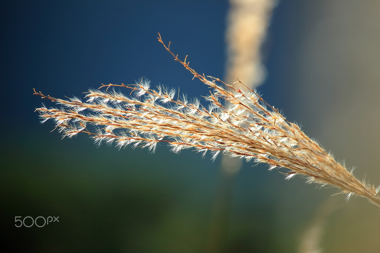 Canon EOS 700D (EOS Rebel T5i / EOS Kiss X7i) sample photo. Japanese pampas grass, zoom photography