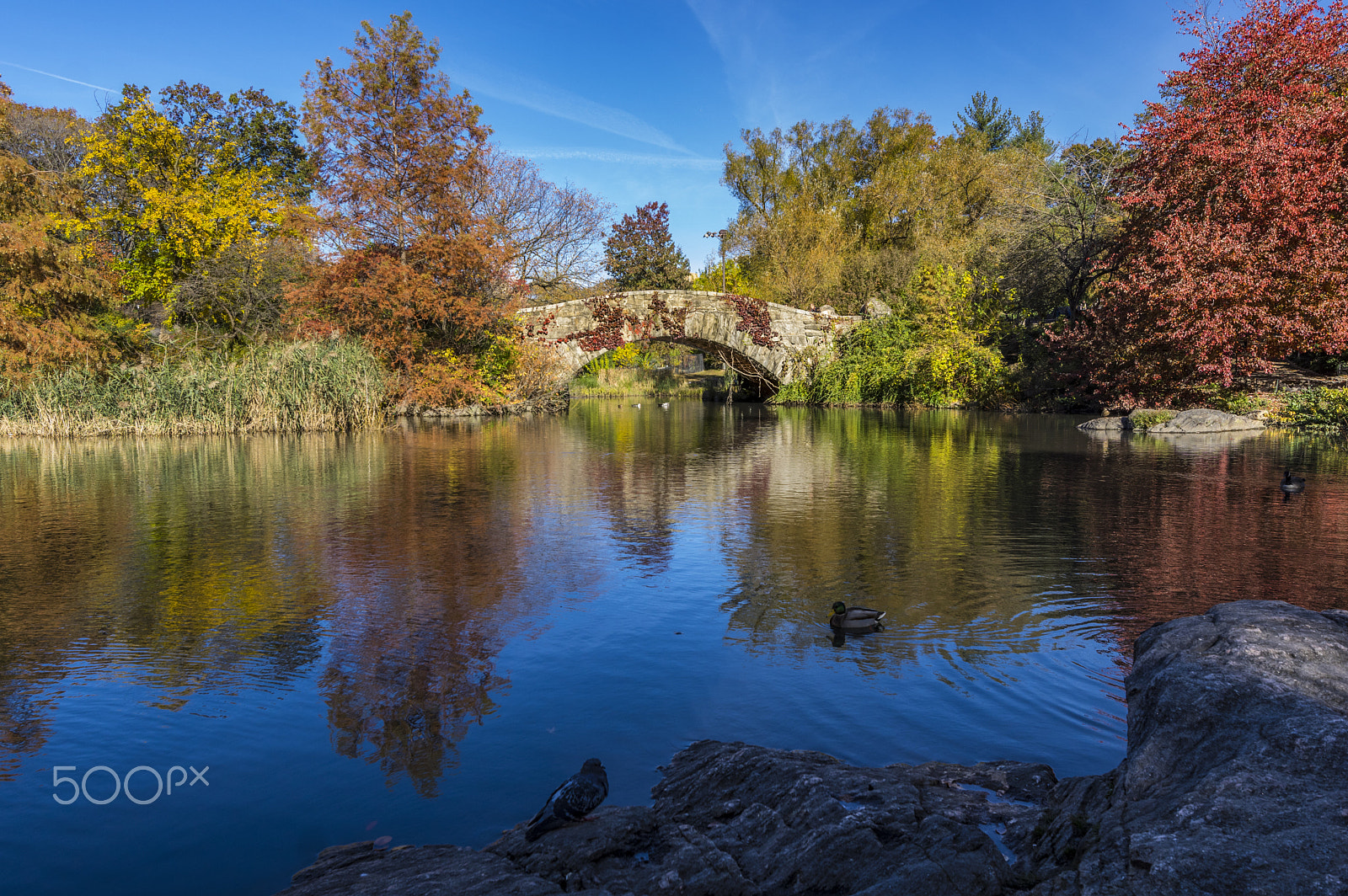 HD PENTAX-D FA 15-30mm F2.8 ED SDM WR sample photo. Gapstow bridge, central park pond, nyc photography