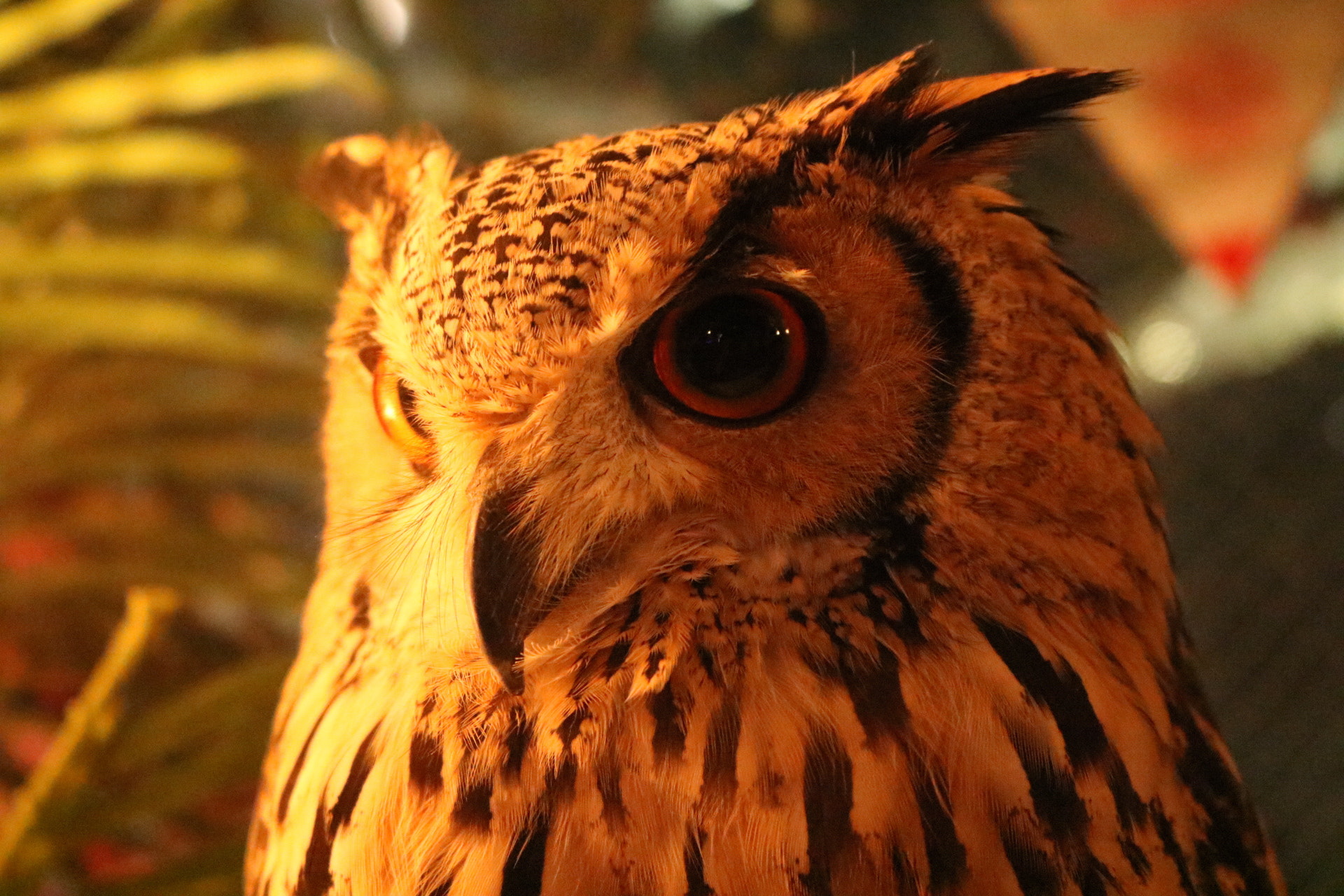 Canon EOS 750D (EOS Rebel T6i / EOS Kiss X8i) sample photo. Urban owl photography