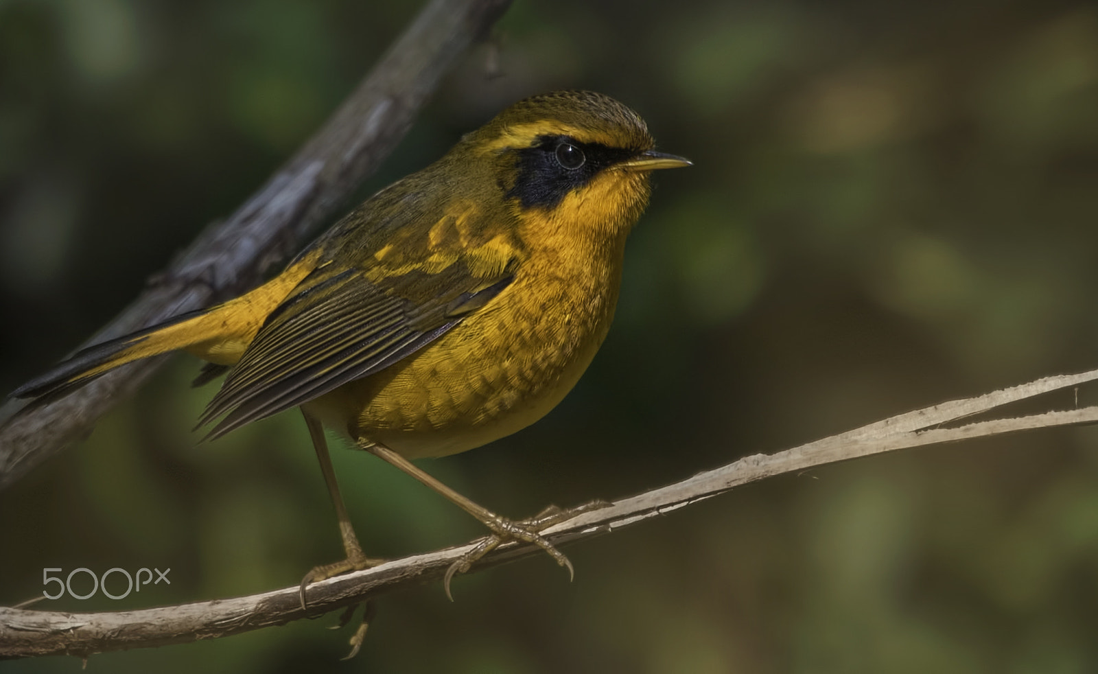 Nikon D750 sample photo. Golden bush robin photography