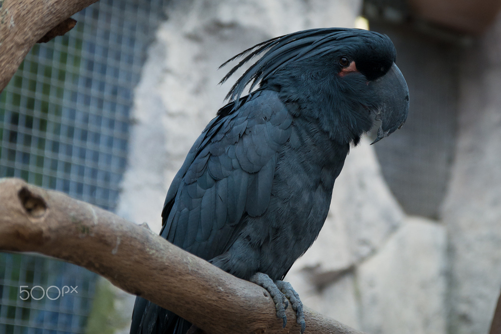 Tamron SP 24-70mm F2.8 Di VC USD sample photo. 斯内普教授 photography