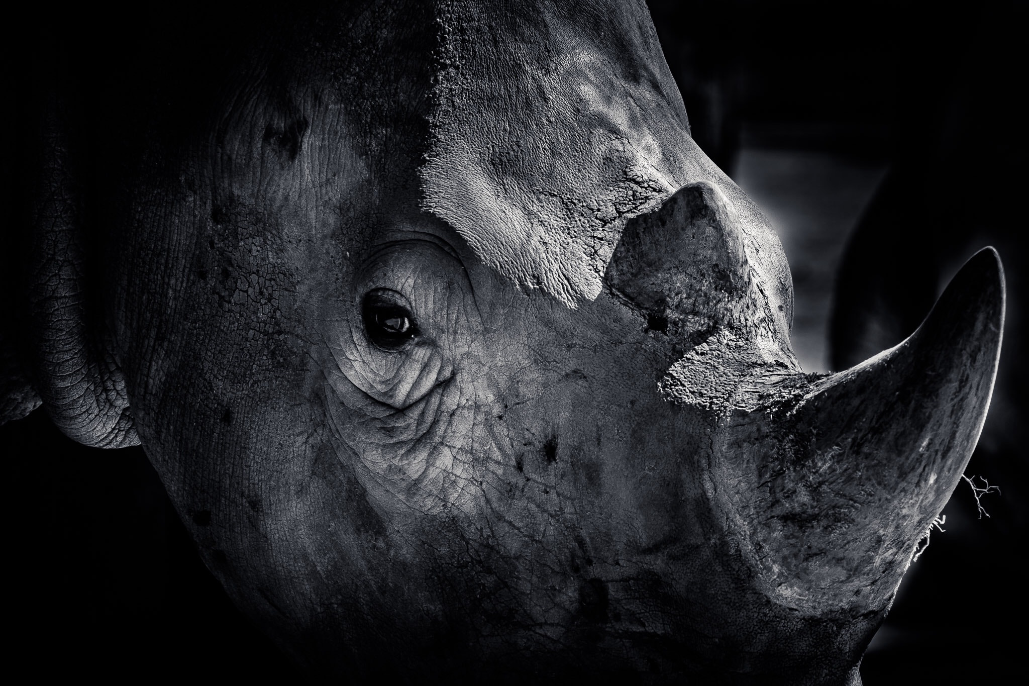 Fujifilm X-E2 sample photo. Rhino photography