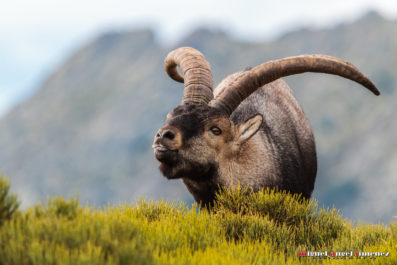 Sigma 150-500mm F5-6.3 DG OS HSM sample photo. Macho montes photography