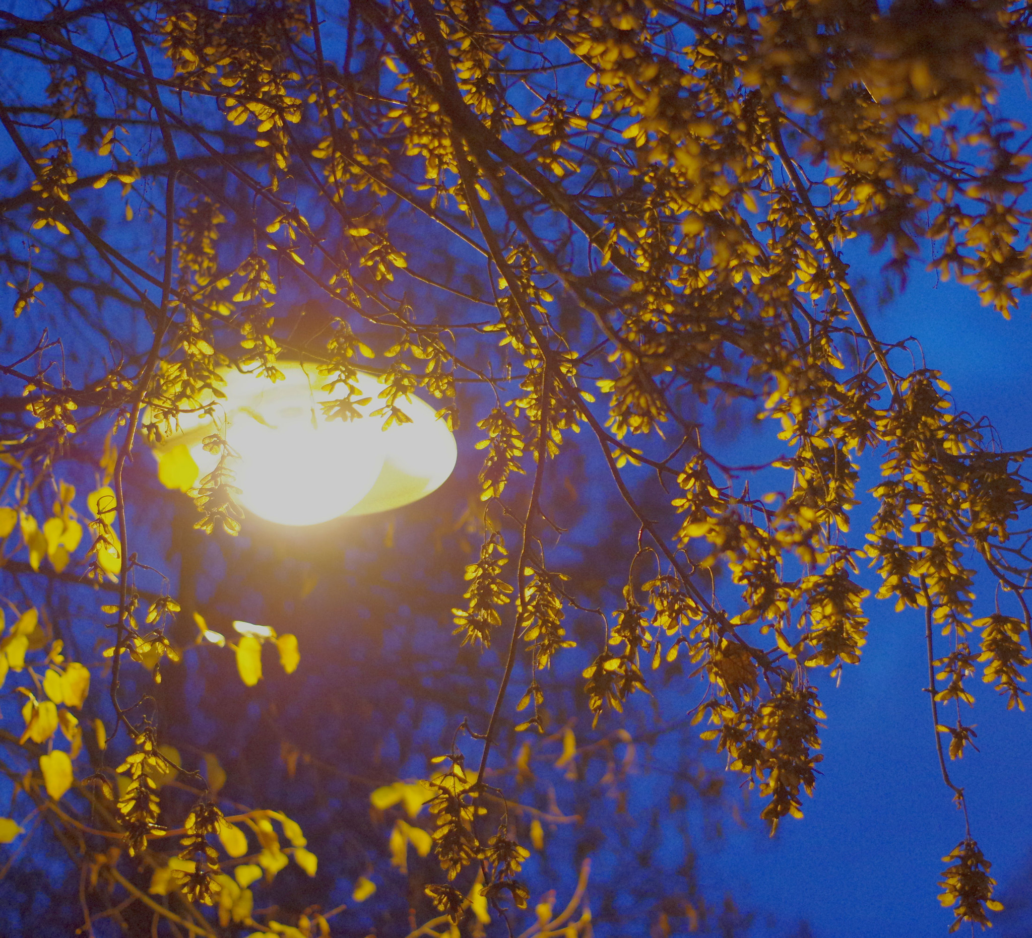 Pentax K-3 II + Pentax smc DA 50mm F1.8 sample photo. Illumination photography