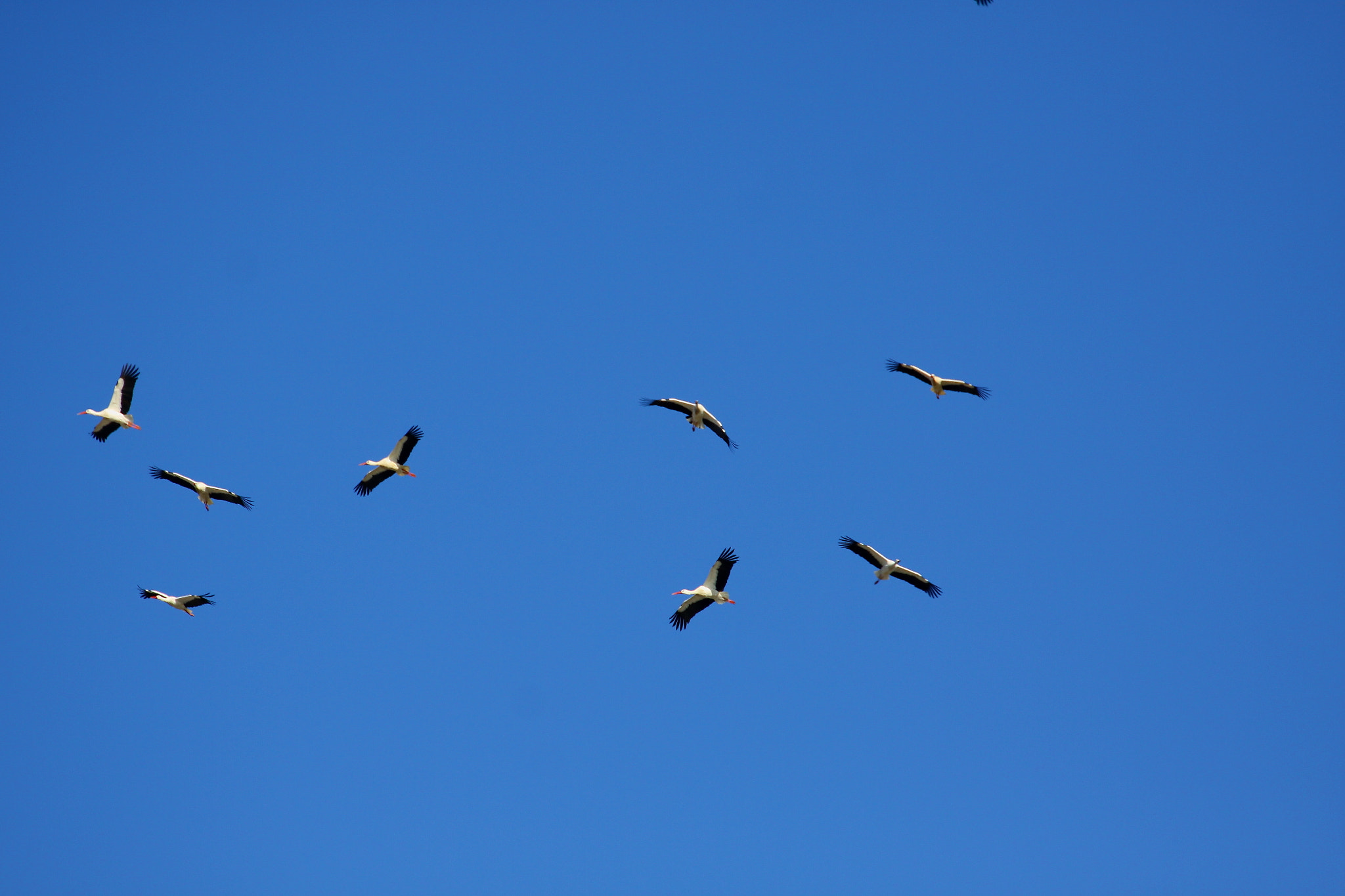 Canon EF 70-300mm F4-5.6L IS USM sample photo. Cigüeña blanca (ciconia ciconia) photography