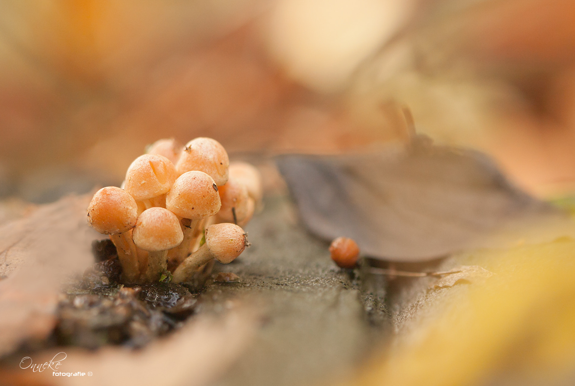 Canon EOS 50D sample photo. Little mushrooms photography