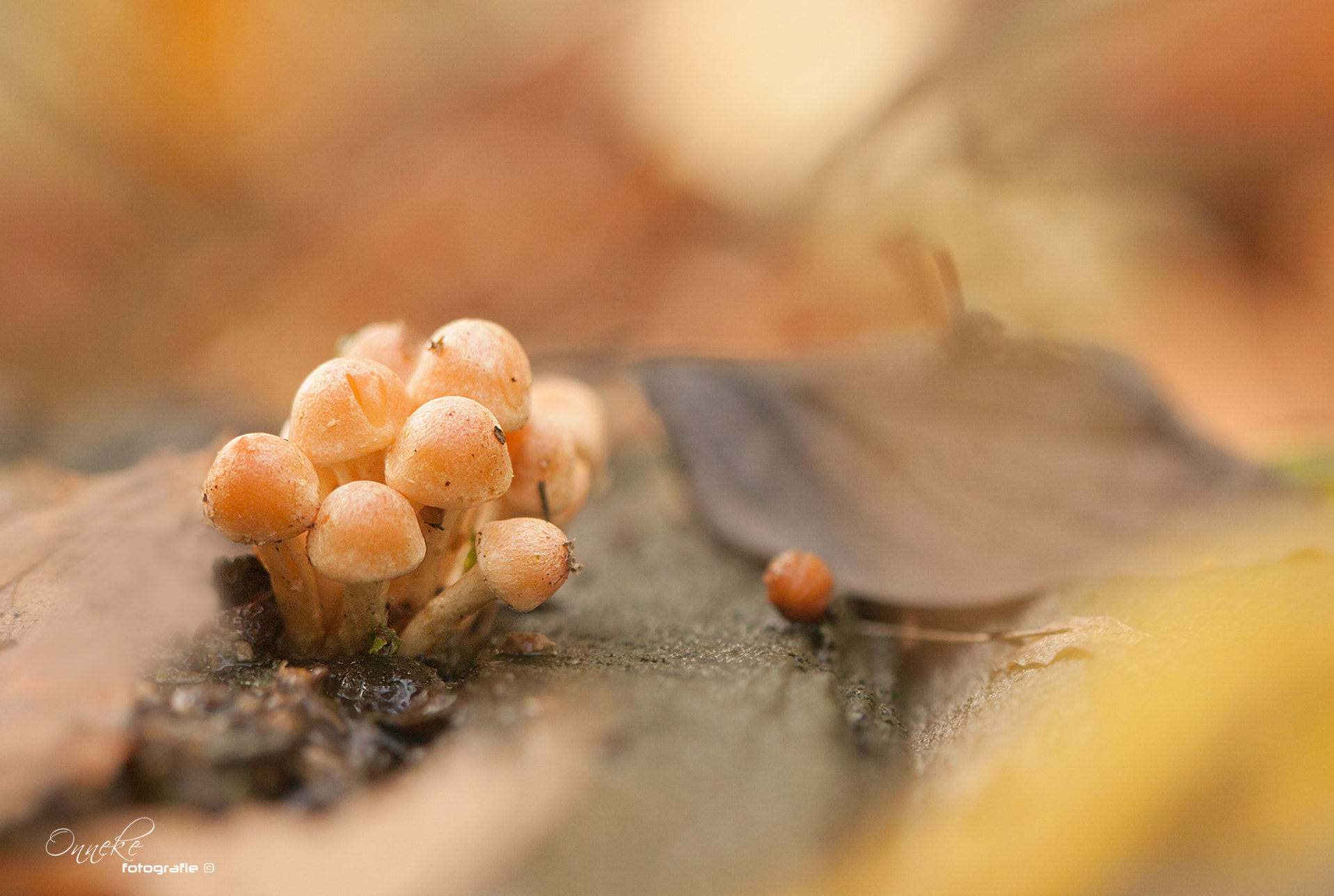 Canon EF 100mm F2.8 Macro USM sample photo. Little mushrooms photography