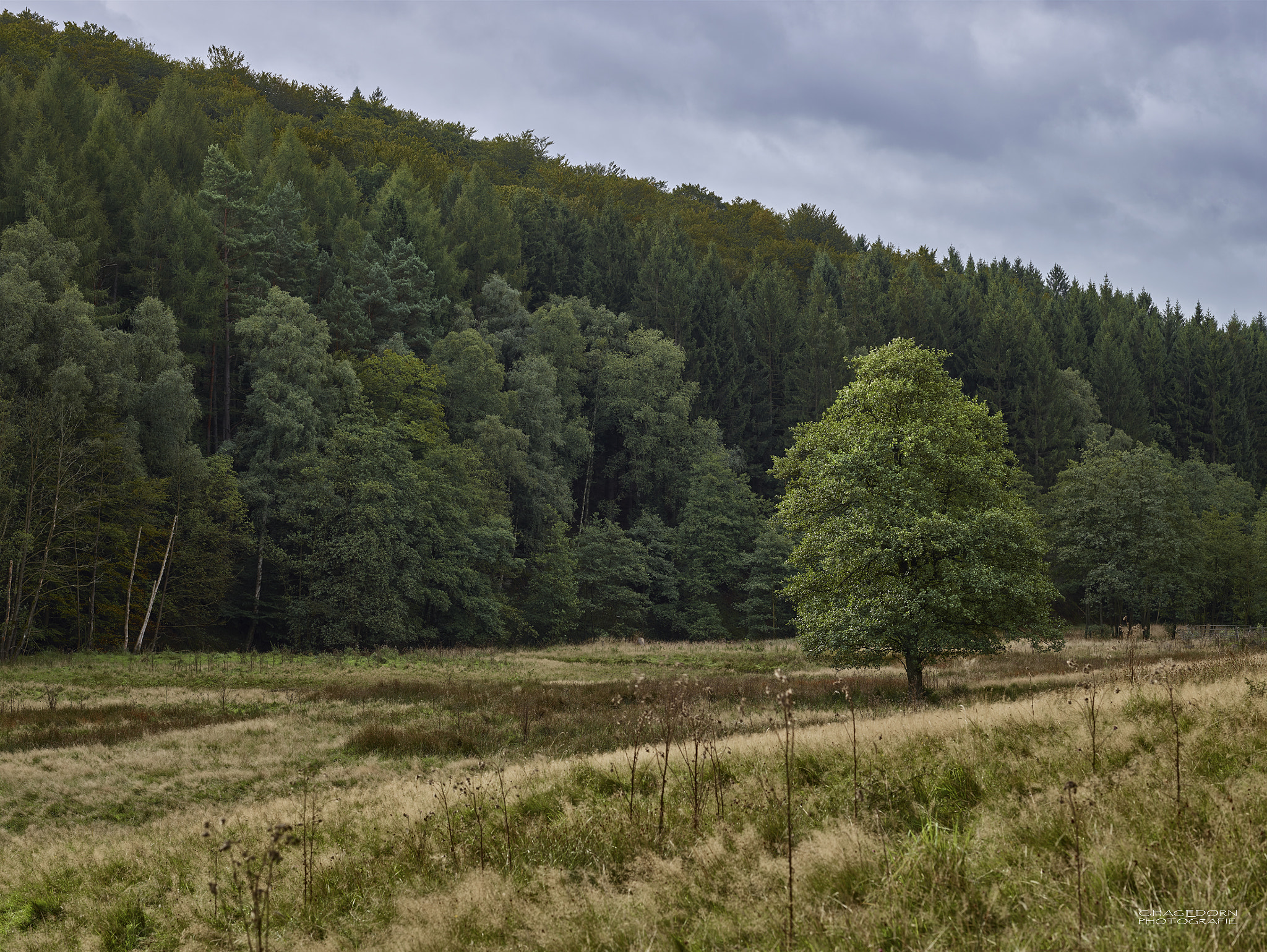 Phase One IQ180 + Schneider LS 110mm f/2.8 sample photo. The foreigner photography