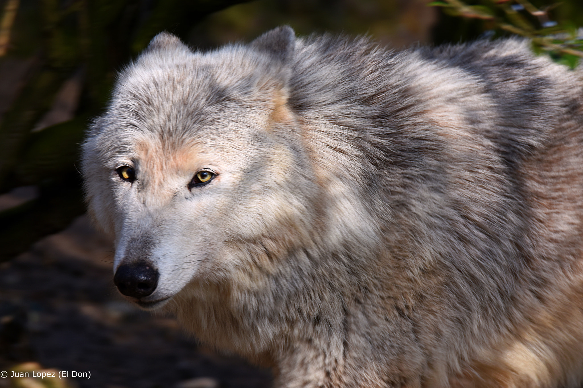 Sigma 150-600mm F5-6.3 DG OS HSM | S sample photo. Wolf photography