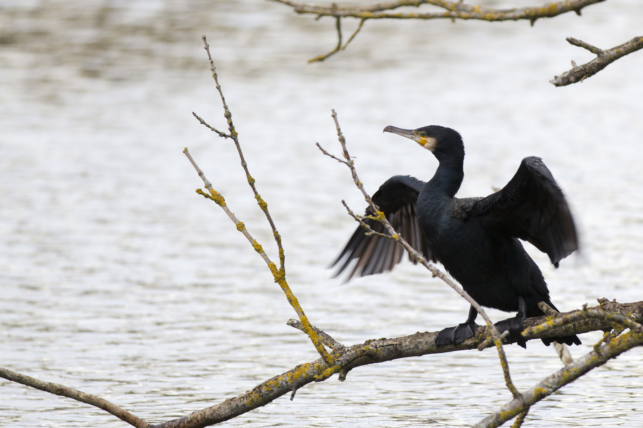 Canon EF 70-200mm F2.8L IS II USM sample photo. Cormoran photography