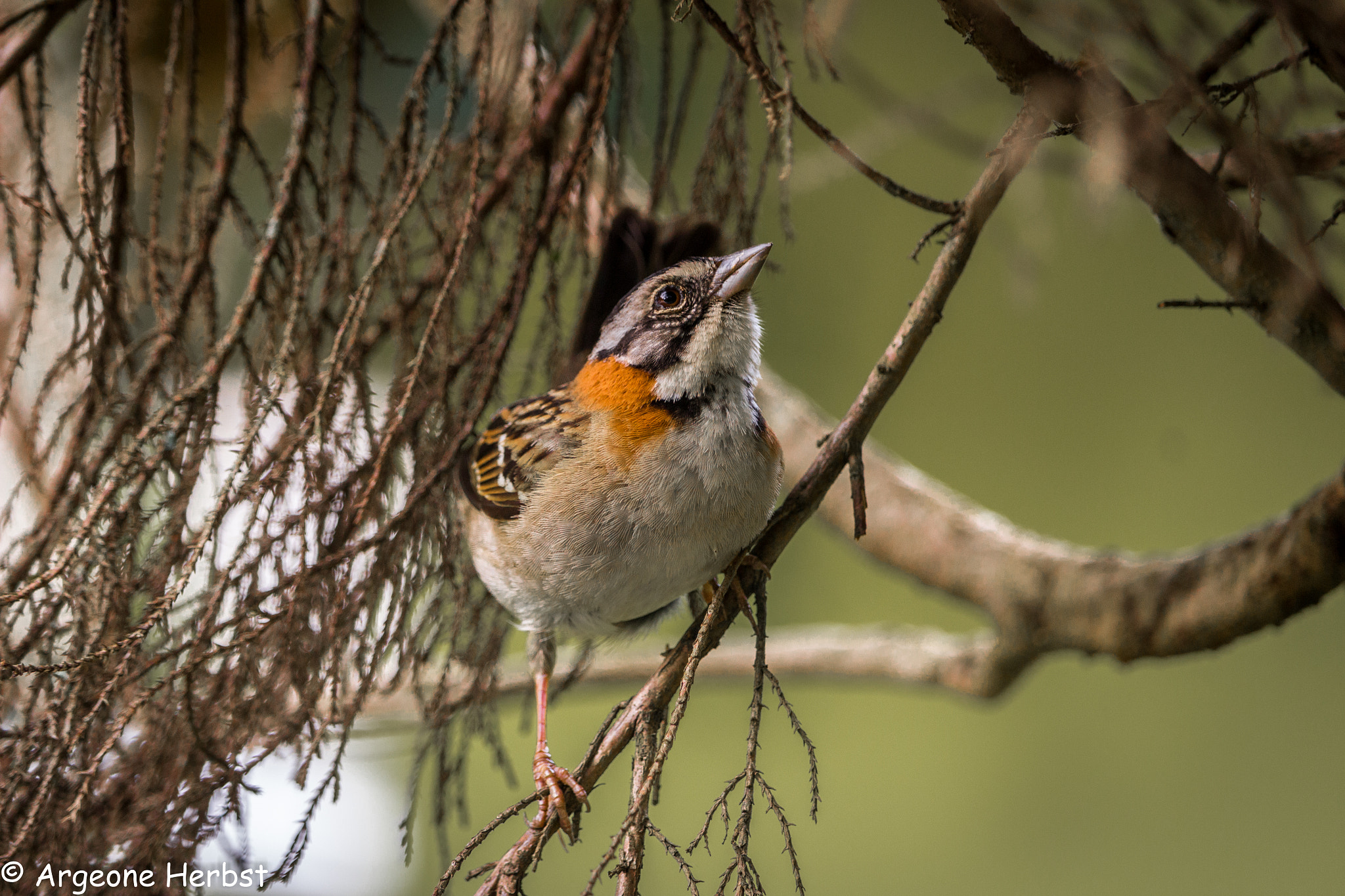 Canon EF-S 55-250mm F4-5.6 IS STM sample photo. Tico-tico photography