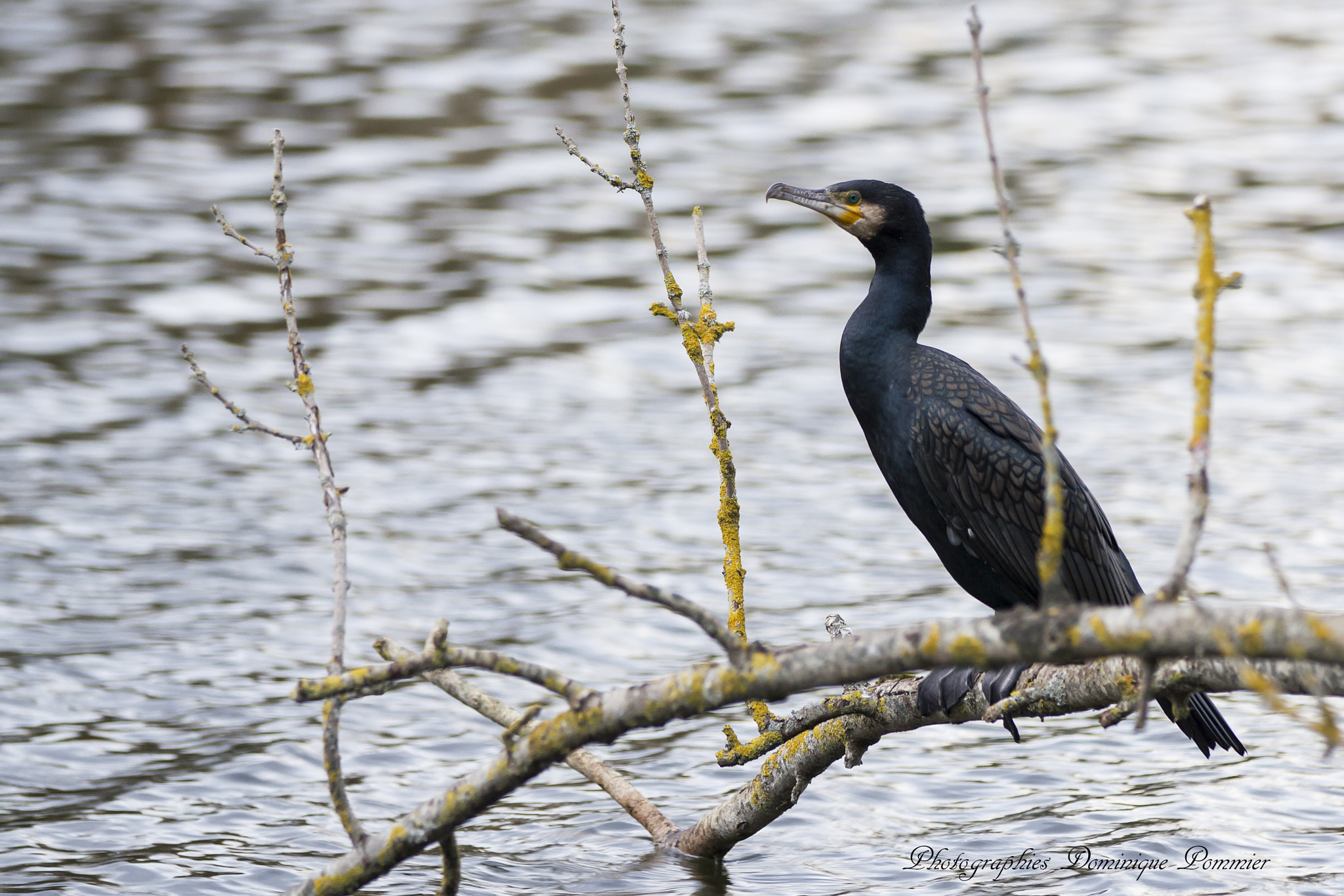 Canon EF 70-200mm F2.8L IS II USM sample photo. Cormoran 2 photography