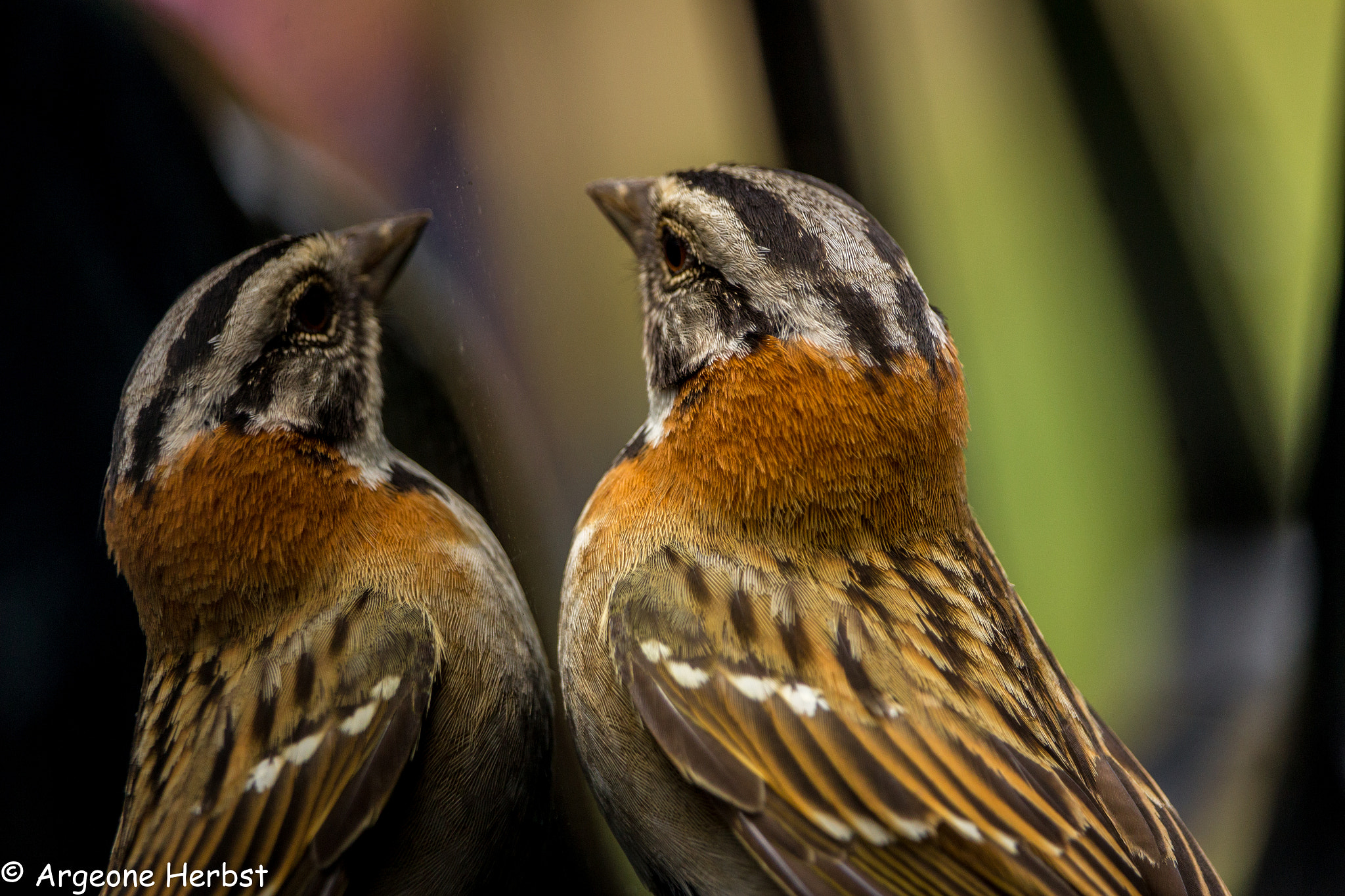 Canon EF-S 55-250mm F4-5.6 IS STM sample photo. Tico-tico photography
