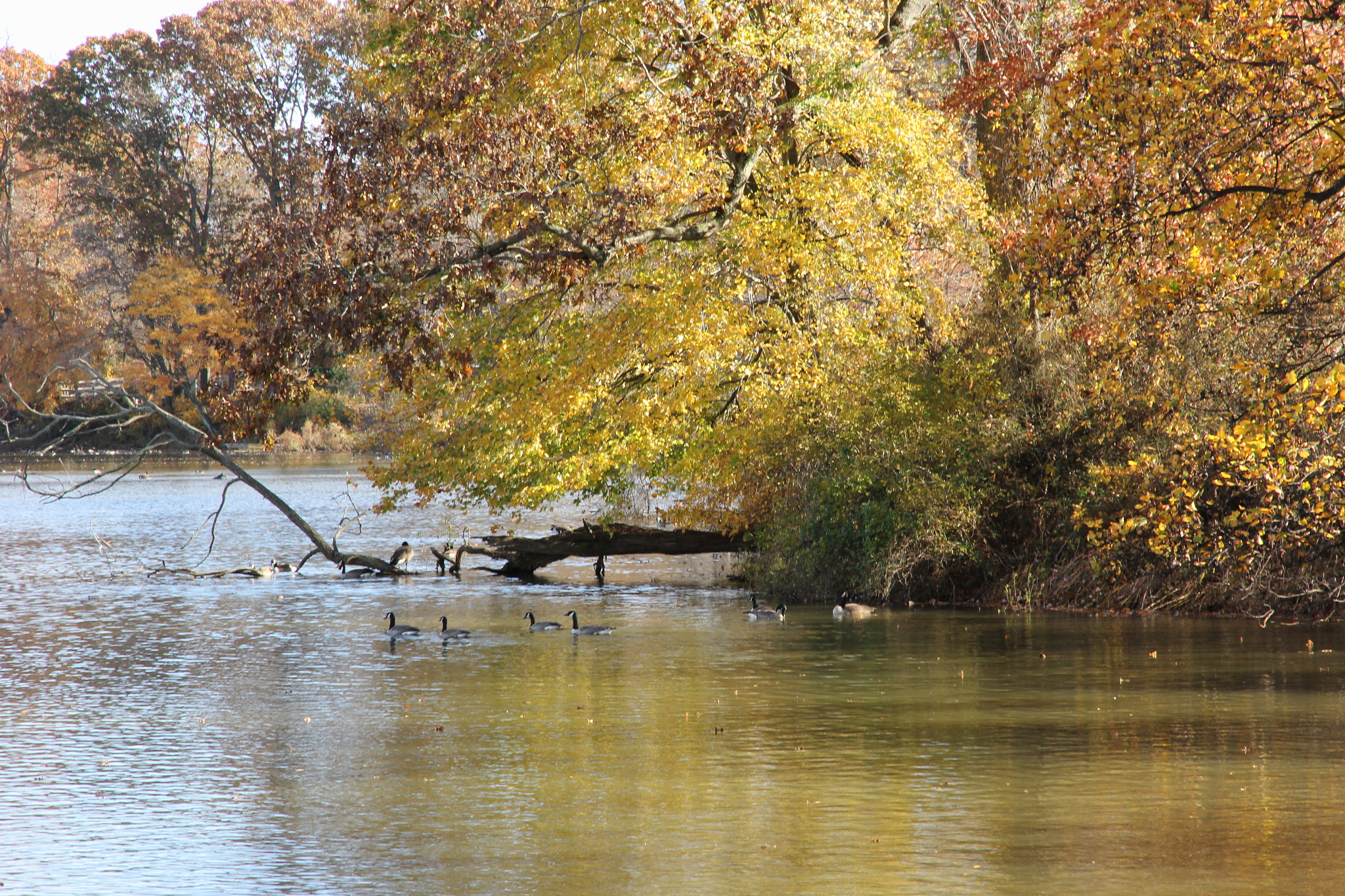 Canon EOS 550D (EOS Rebel T2i / EOS Kiss X4) sample photo. Allentown lake photography