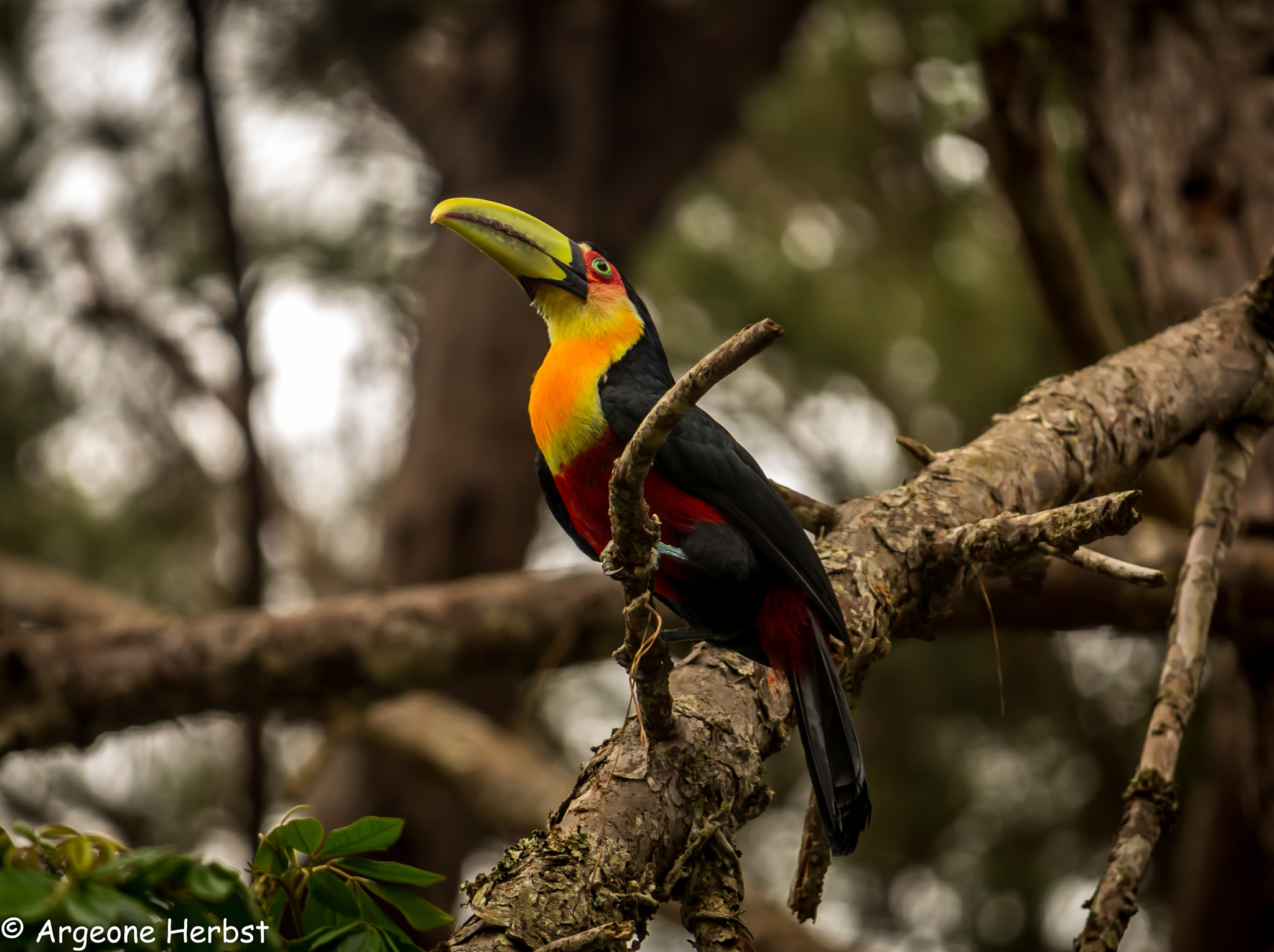 Canon EF-S 55-250mm F4-5.6 IS STM sample photo. Tucano photography