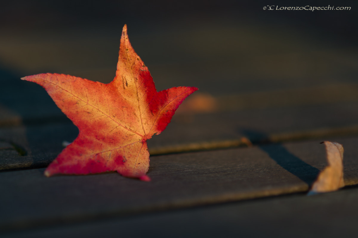 Nikon Df + AF DC-Nikkor 135mm f/2D sample photo. Autumn photography