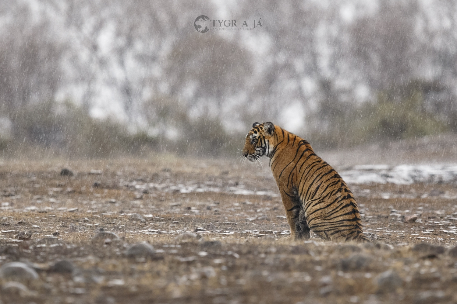 Canon EF 300mm F2.8L IS II USM sample photo. The first sign of monsoon in ranthambhore photography