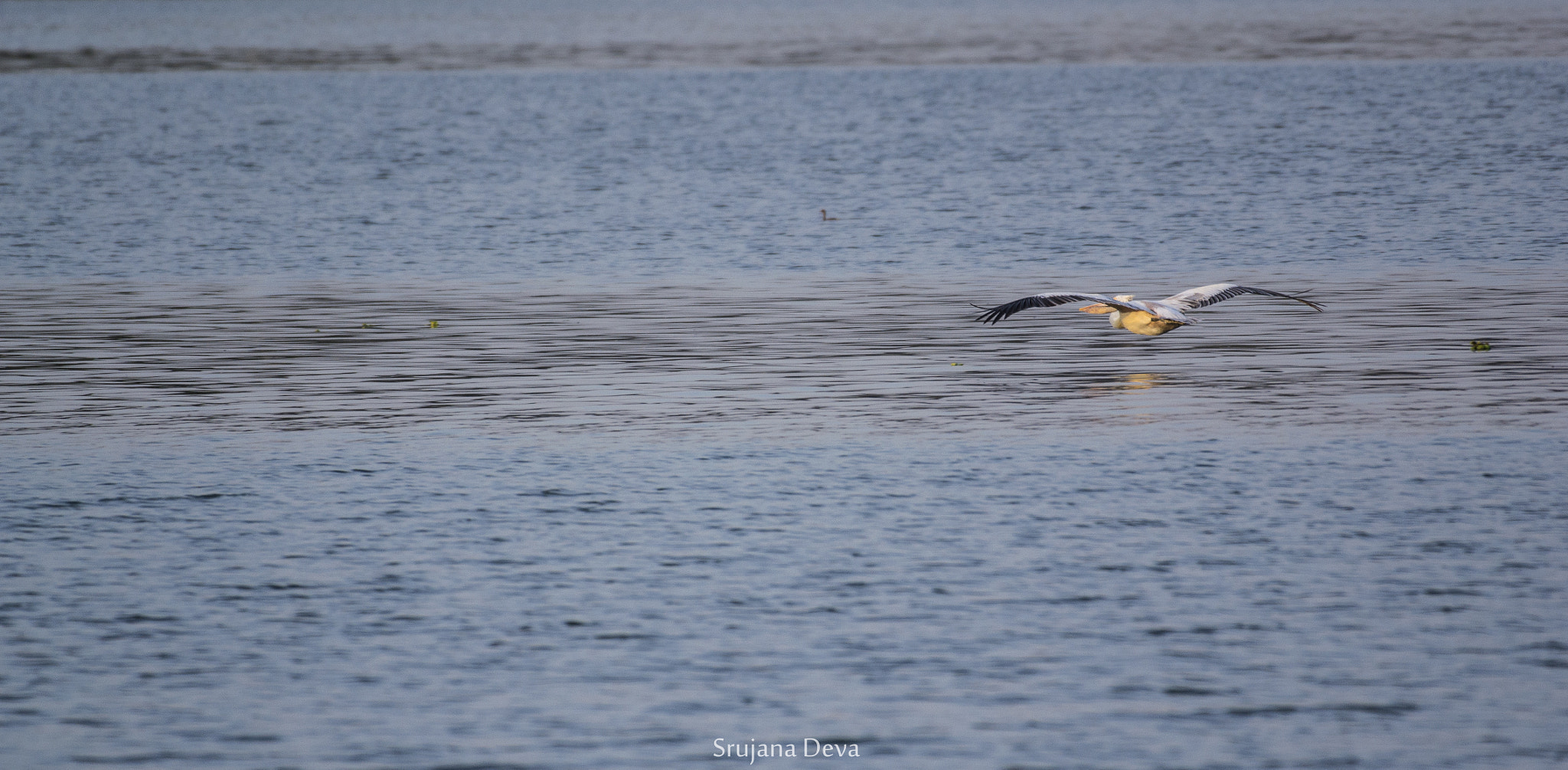 Nikon AF-S Nikkor 200-500mm F5.6E ED VR sample photo. Levelled photography