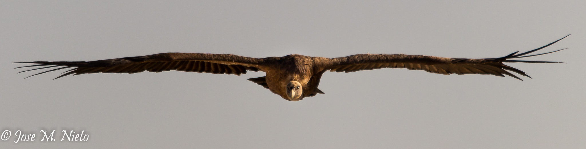 Sigma 150-500mm F5-6.3 DG OS HSM sample photo. Vulture photography