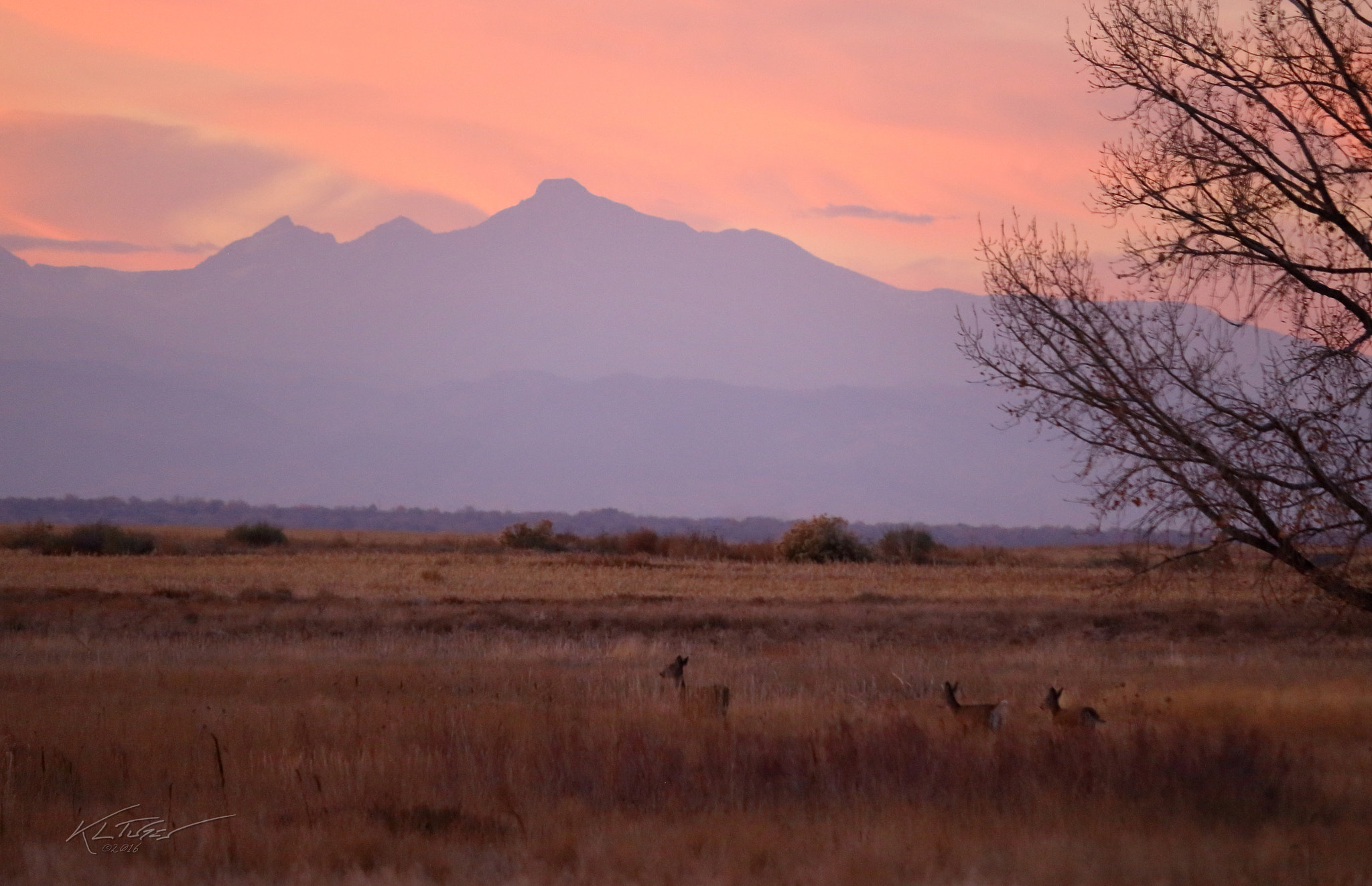 Canon EOS 100D (EOS Rebel SL1 / EOS Kiss X7) sample photo. White tail deer at sunset photography