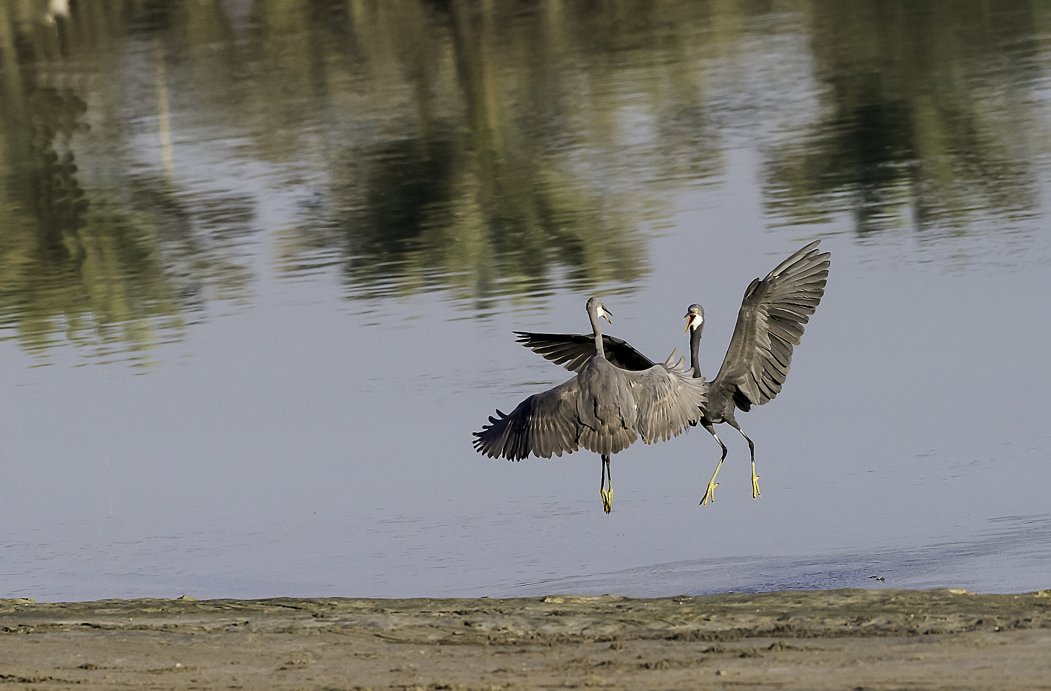 Nikon AF-S Nikkor 200-500mm F5.6E ED VR sample photo. Mid-air scrap! photography
