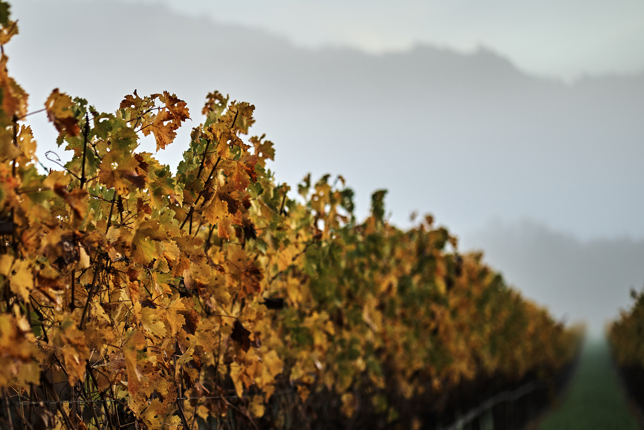 ZEISS Batis 85mm F1.8 sample photo. Fall in napa, wine country photography