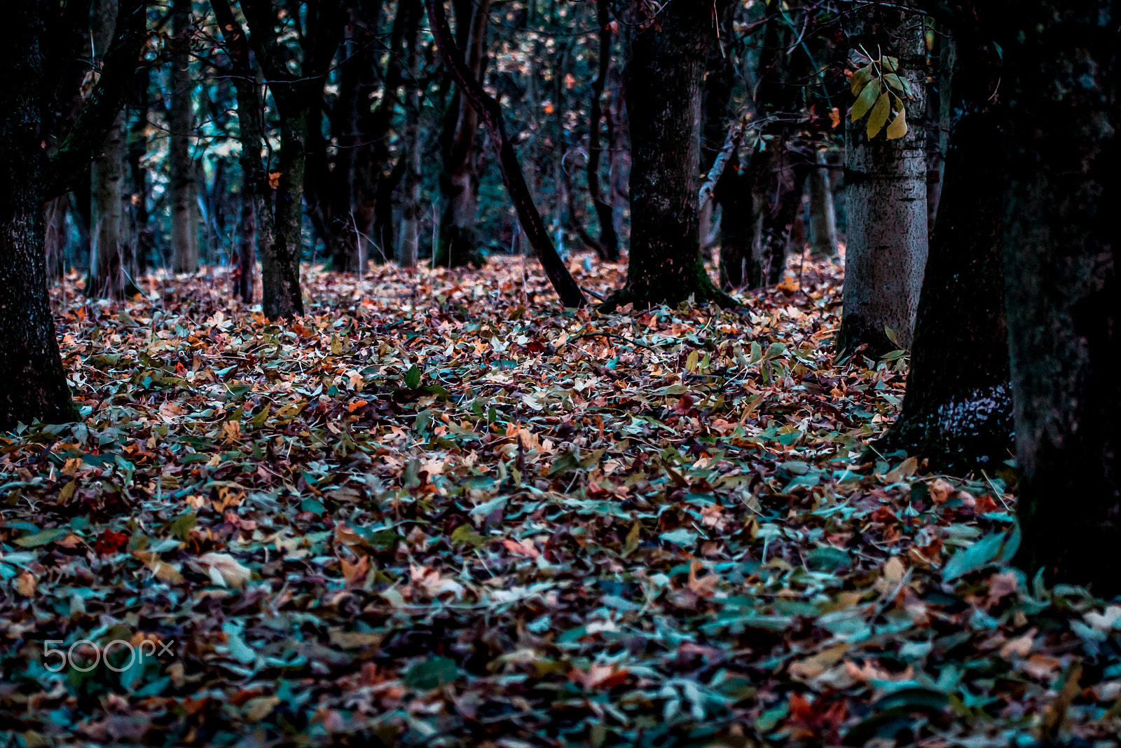 Tamron SP 35mm F1.8 Di VC USD sample photo. California dreaming photography