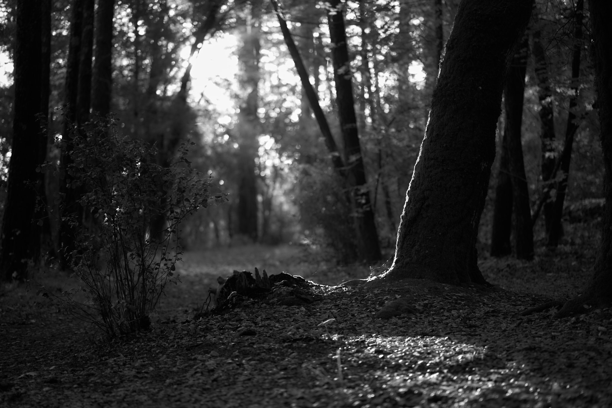 ZEISS Batis 85mm F1.8 sample photo. Morning light in wine county, napa photography