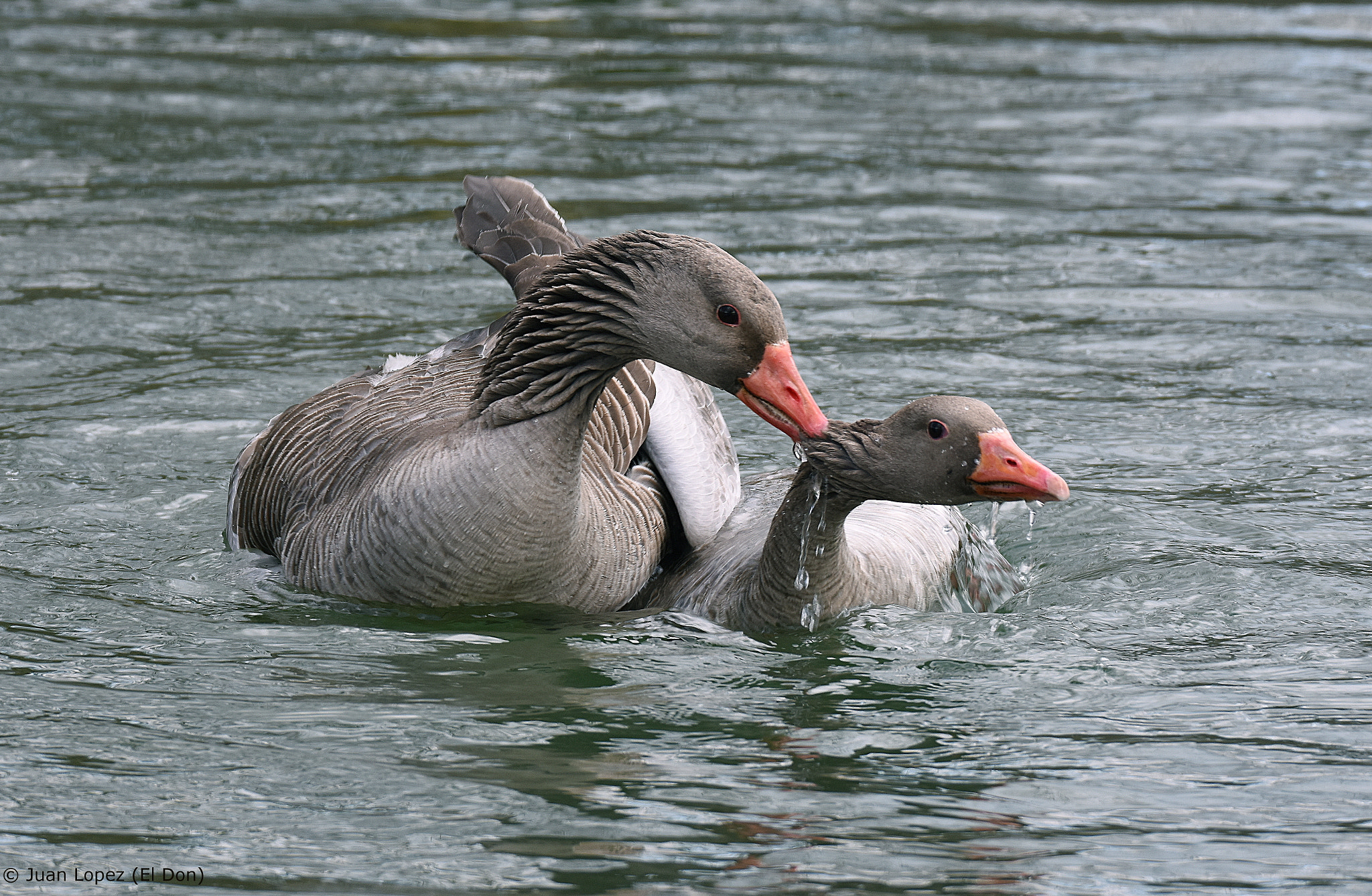 Sigma 150-600mm F5-6.3 DG OS HSM | S sample photo. Geese photography